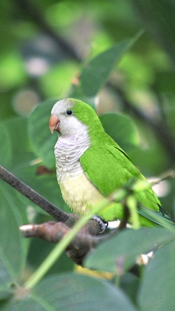 無料モバイル壁紙動物, 鳥, オウムをダウンロードします。