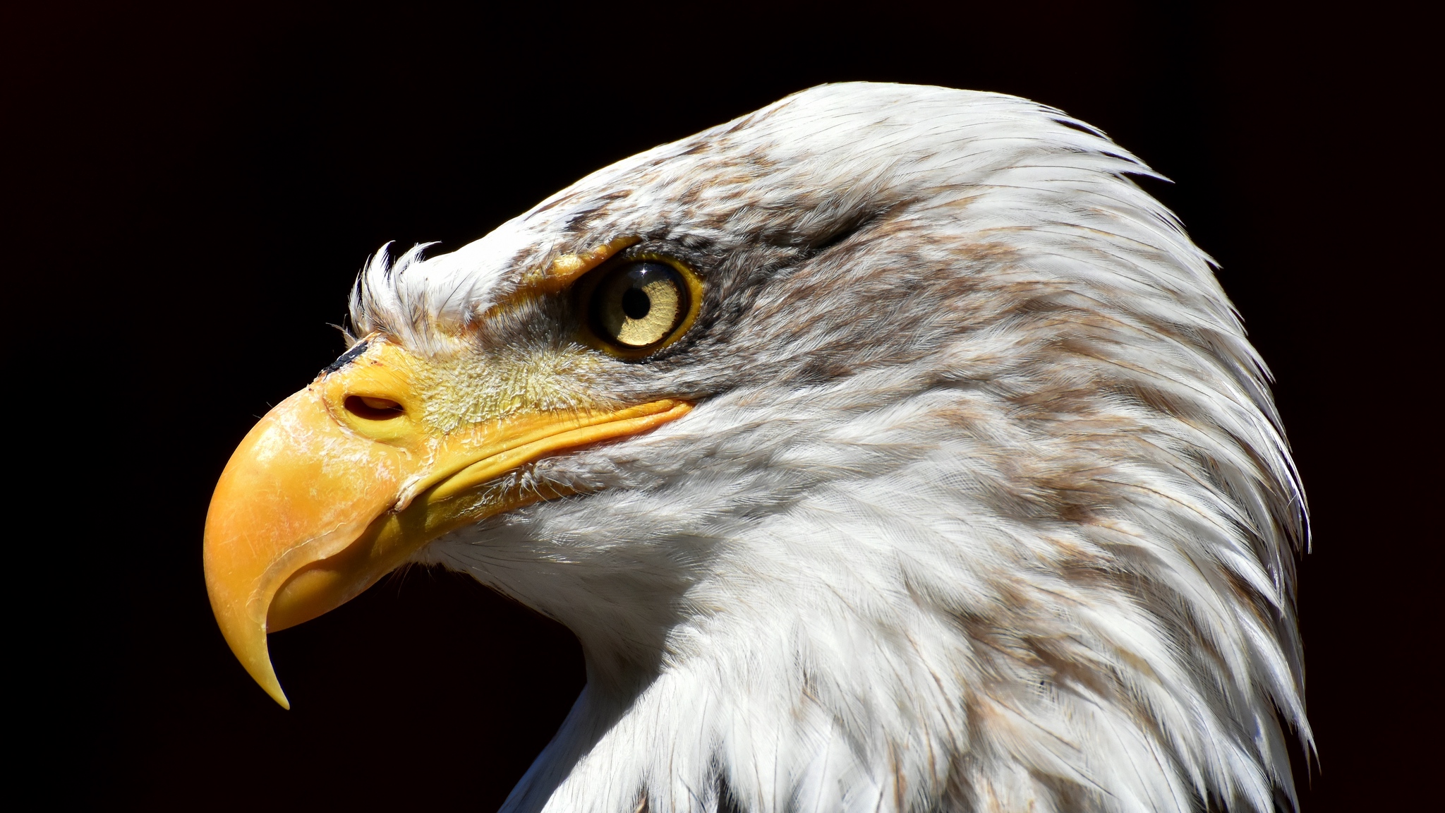 Baixar papel de parede para celular de Animais, Aves, Pássaro, Águia De Cabeça Branca gratuito.