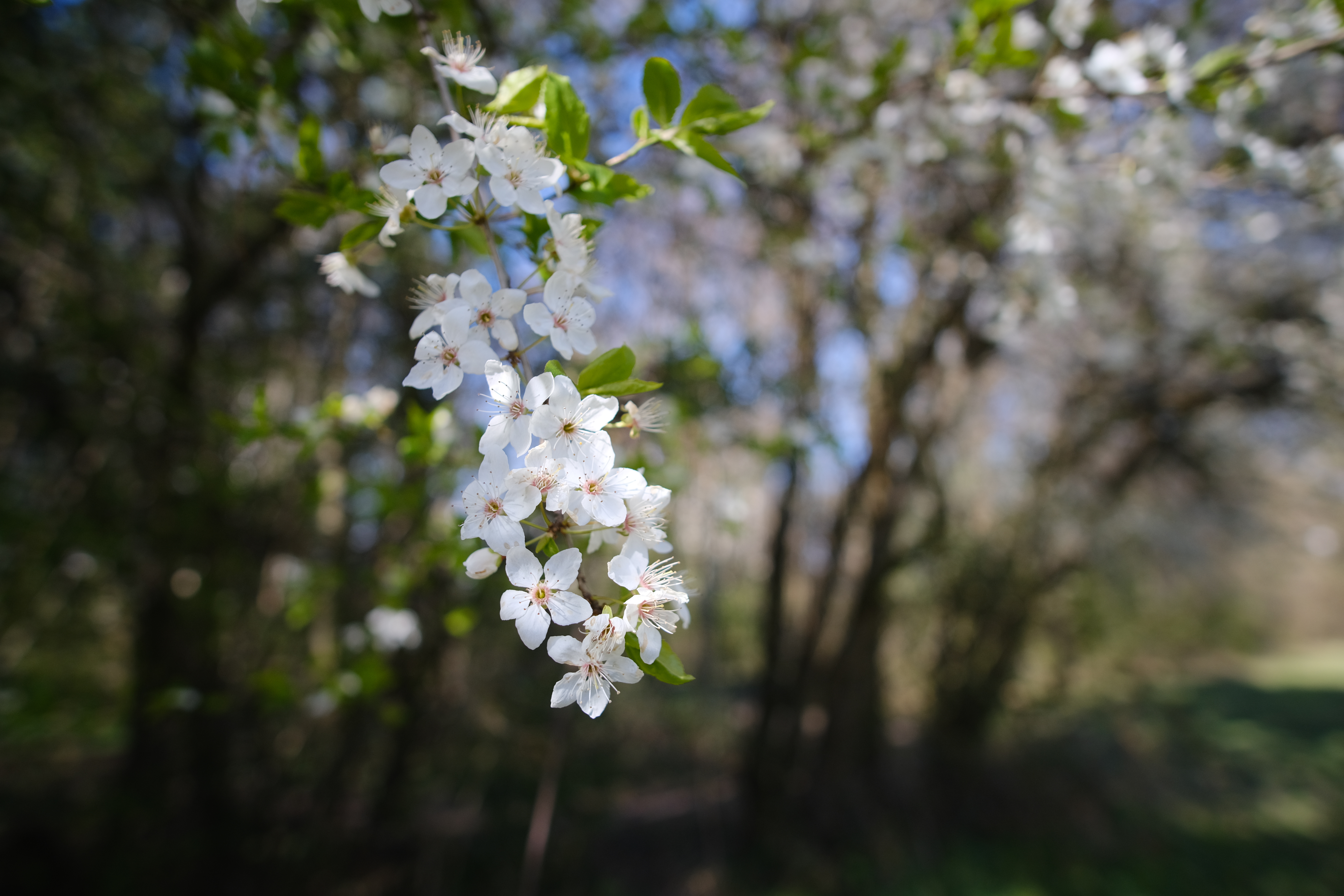 Free download wallpaper Flowers, Macro, Cherry, Branch, Spring on your PC desktop