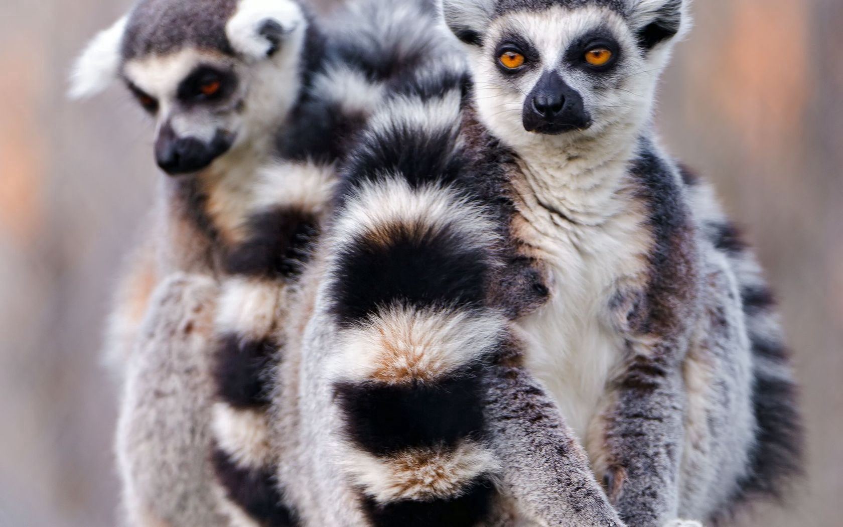 57971 descargar fondo de pantalla animales, lemures, pareja, par, cola, abarcar, abrazar: protectores de pantalla e imágenes gratis