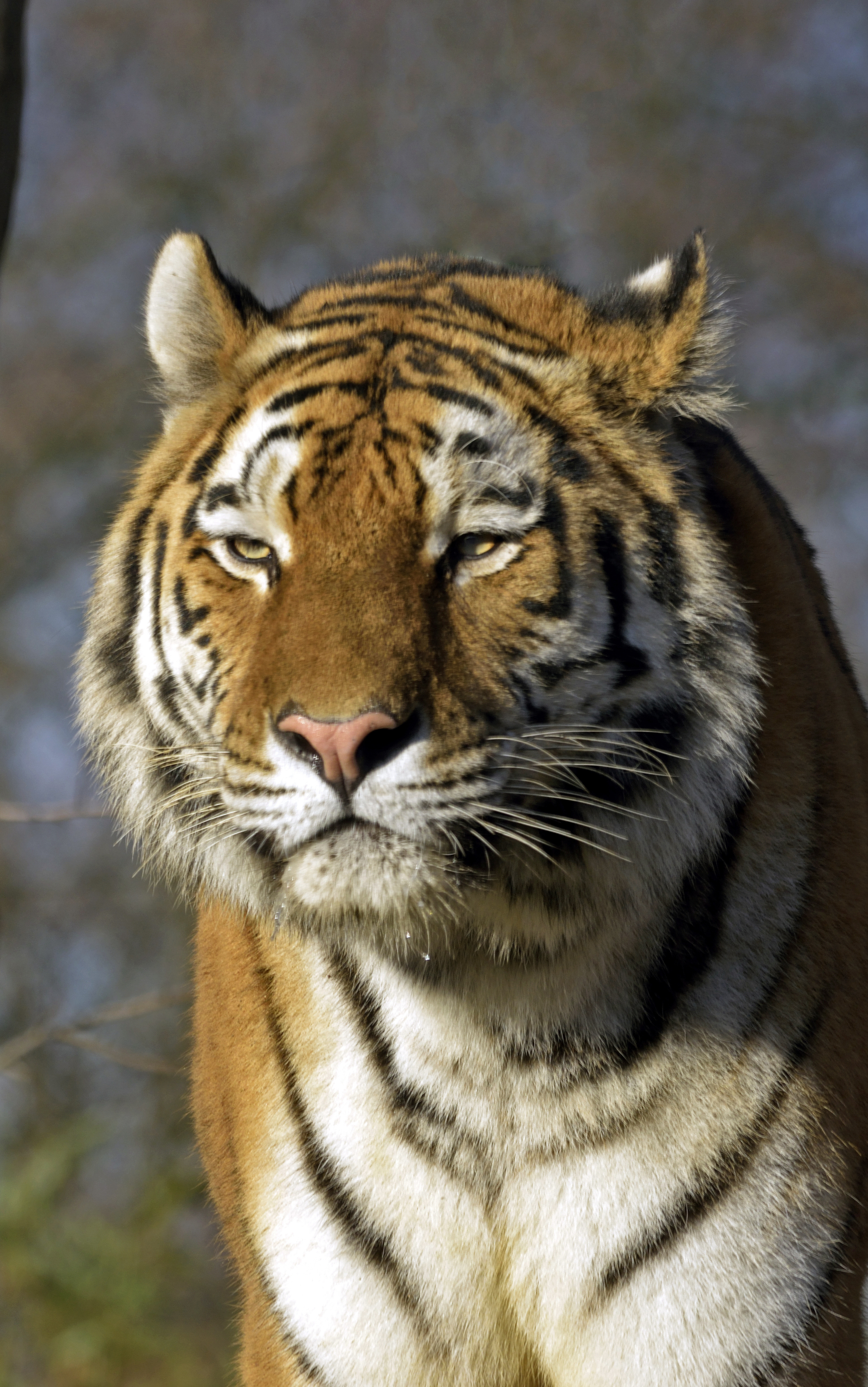 Baixar papel de parede para celular de Animais, Gatos, Tigre gratuito.