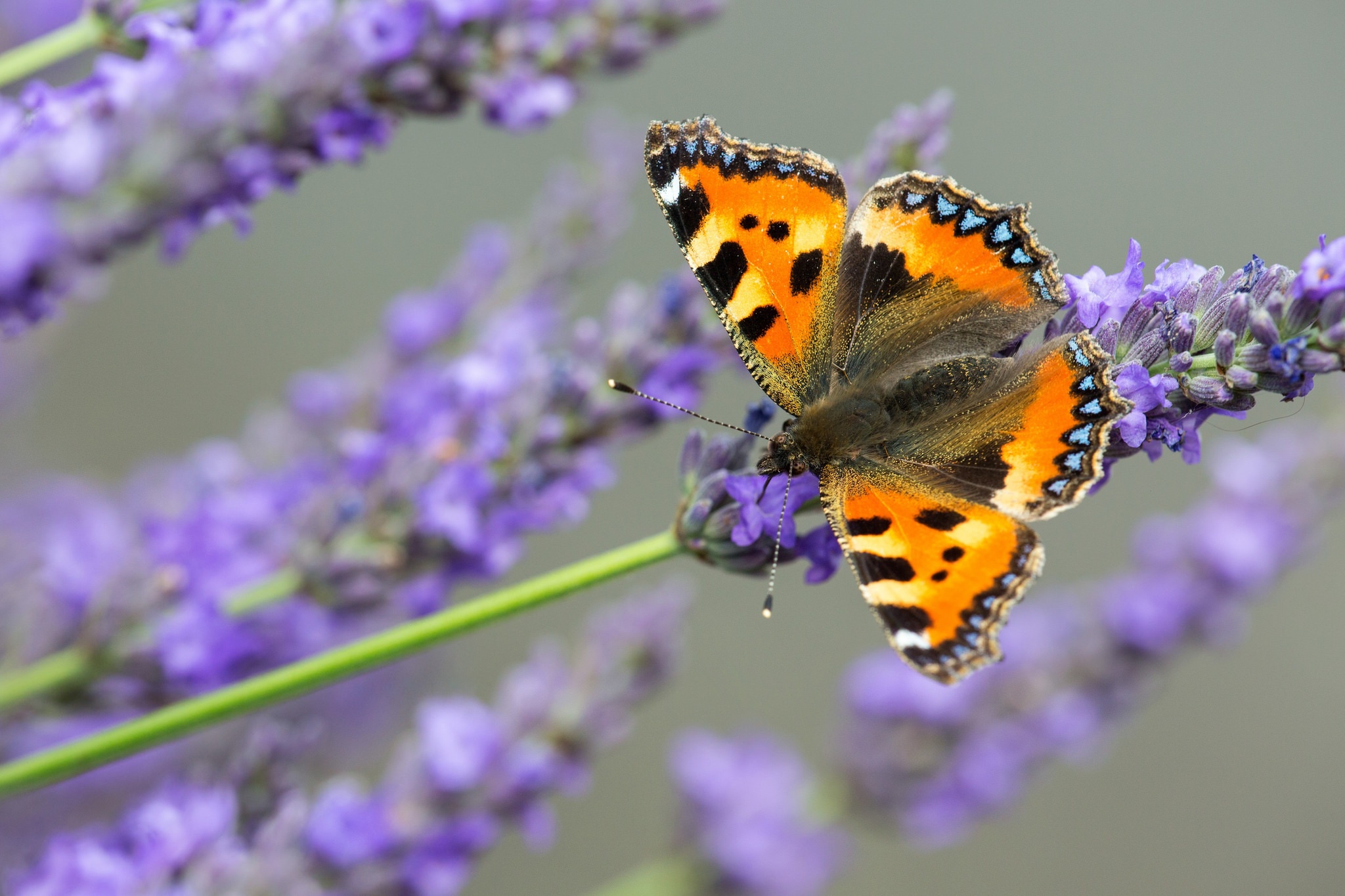 Descarga gratis la imagen Animales, Flor, Insecto, Mariposa, Flor Purpura, Macrofotografía en el escritorio de tu PC