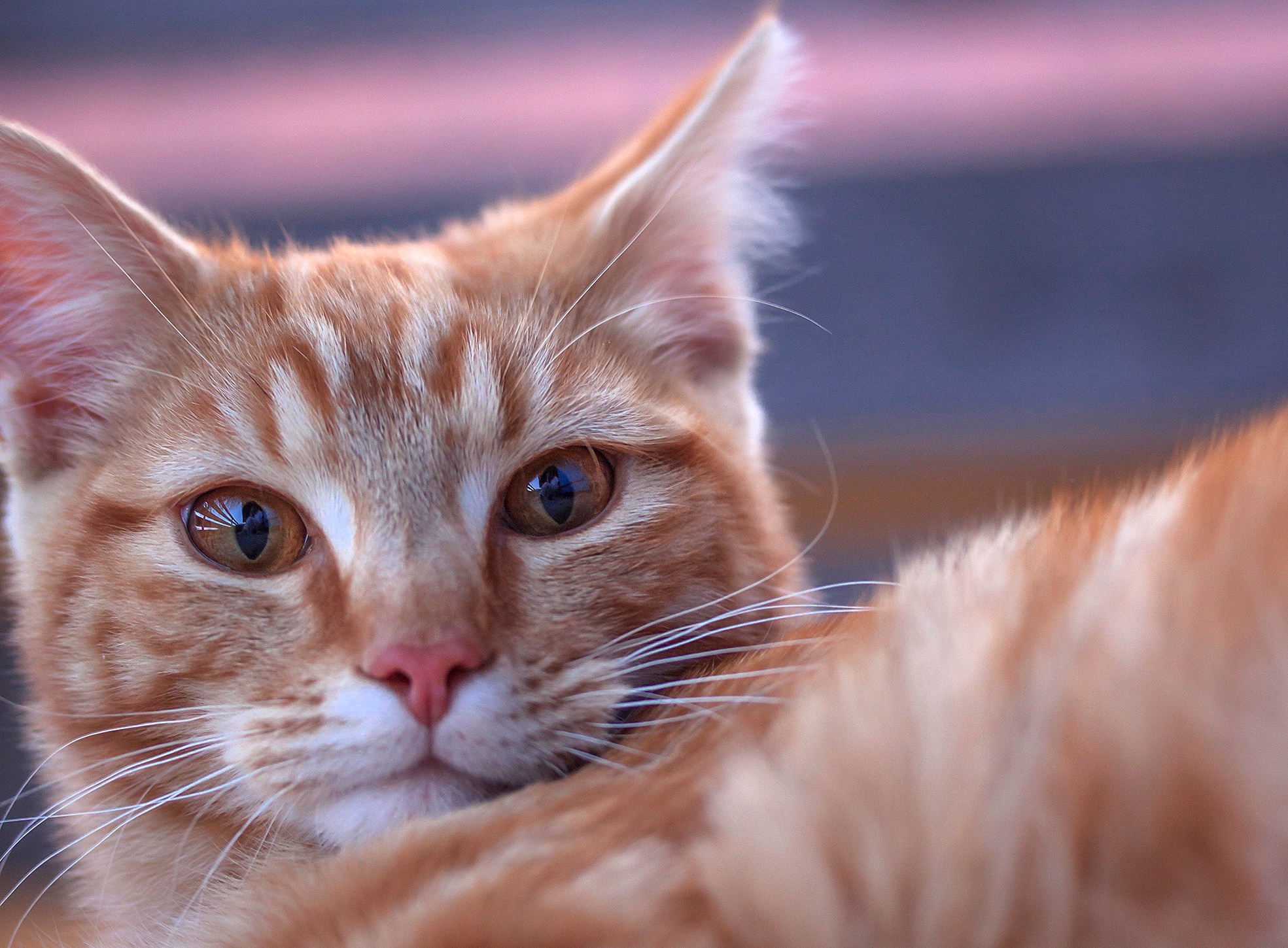 無料モバイル壁紙動物, ネコ, 猫, 見詰めるをダウンロードします。