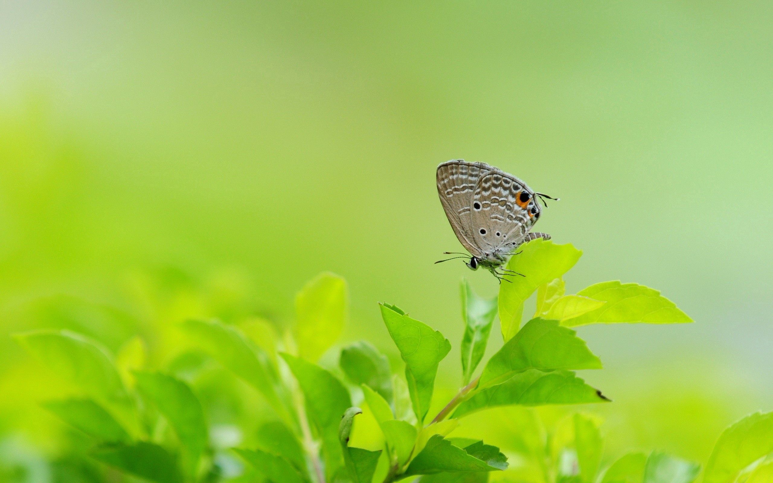 PCデスクトップに蝶, 草, 大きい, マクロ, バタフライ, 翼, 葉, 灰色画像を無料でダウンロード