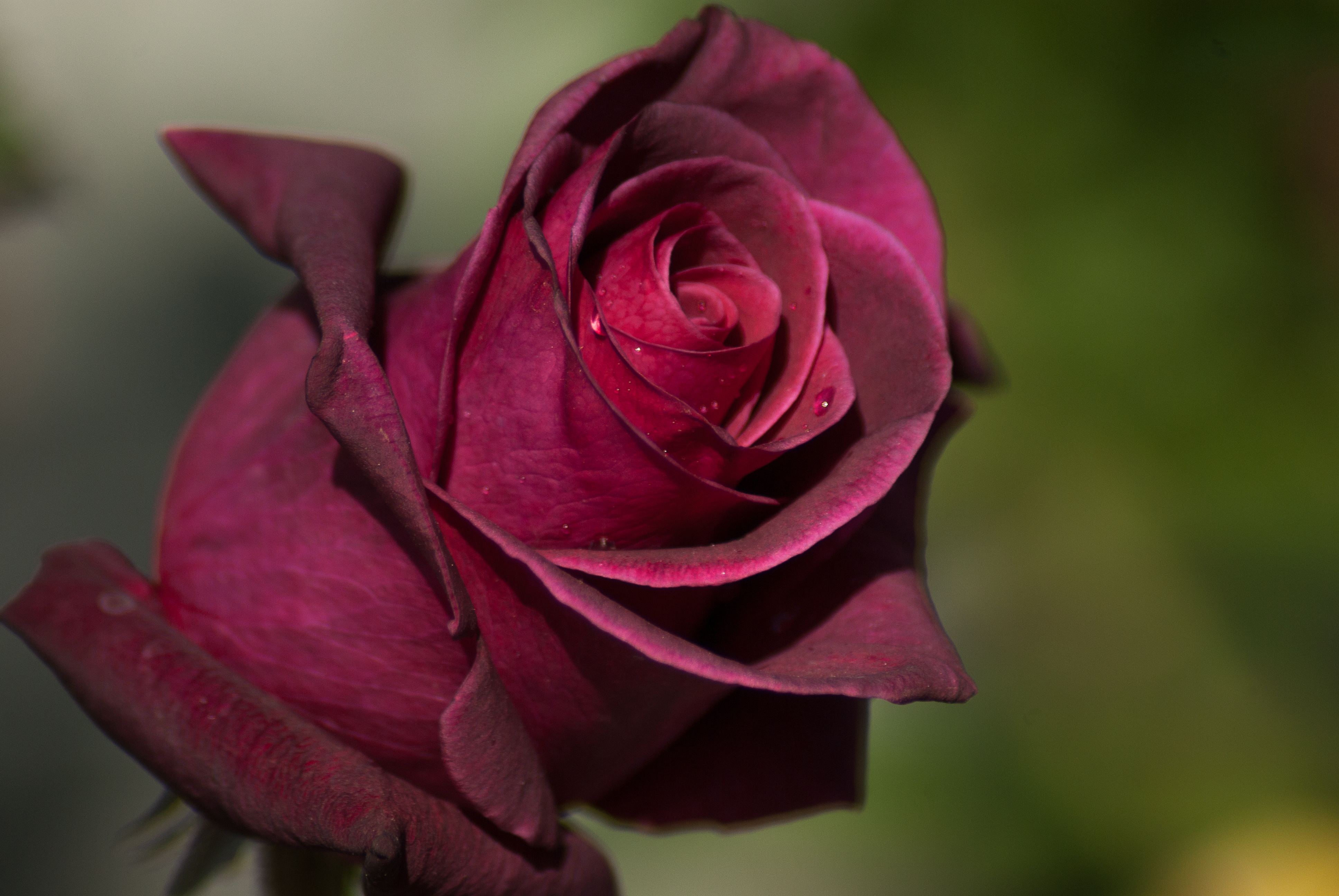 Download mobile wallpaper Petals, Bud, Rose, Flowers, Drops, Rose Flower for free.