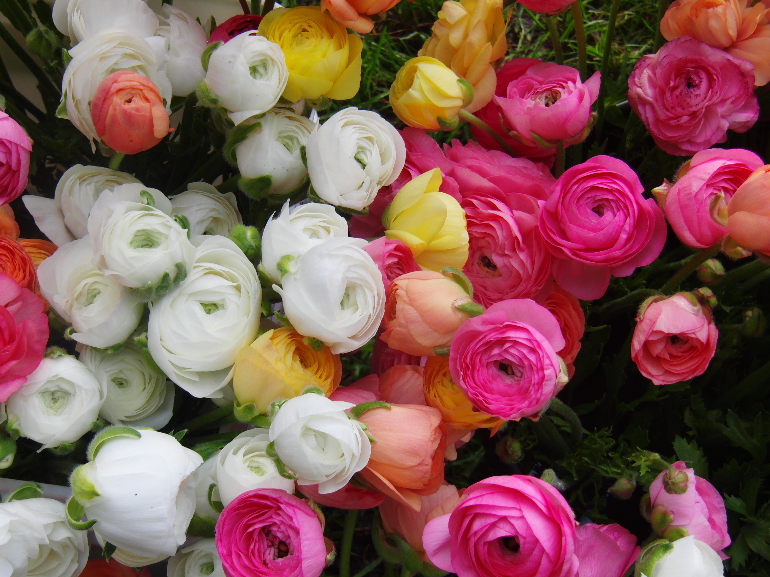 Laden Sie das Blumen, Blume, Farben, Bunt, Gelbe Blume, Weiße Blume, Erde/natur, Pinke Blume, Ranunkeln-Bild kostenlos auf Ihren PC-Desktop herunter