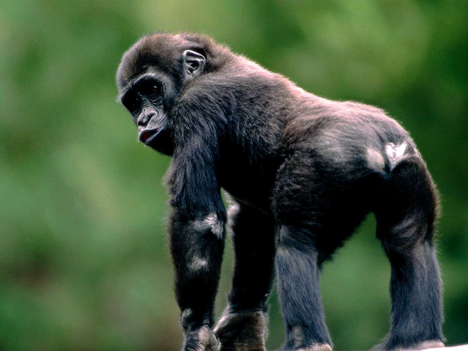 237097 télécharger l'image animaux, chimpanzé, singes - fonds d'écran et économiseurs d'écran gratuits