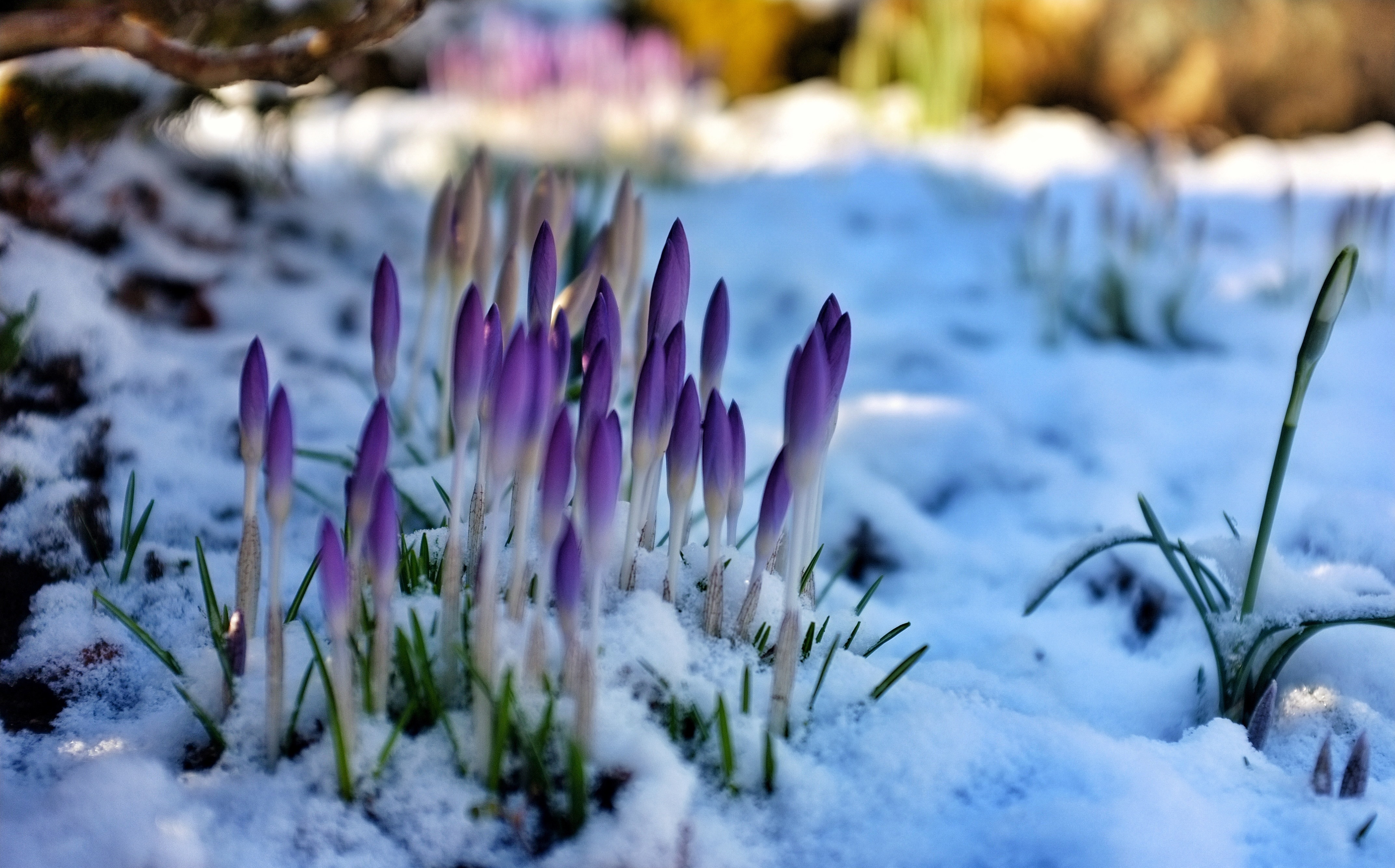 earth, crocus, flower, nature, purple flower, snow, snowdrop, flowers