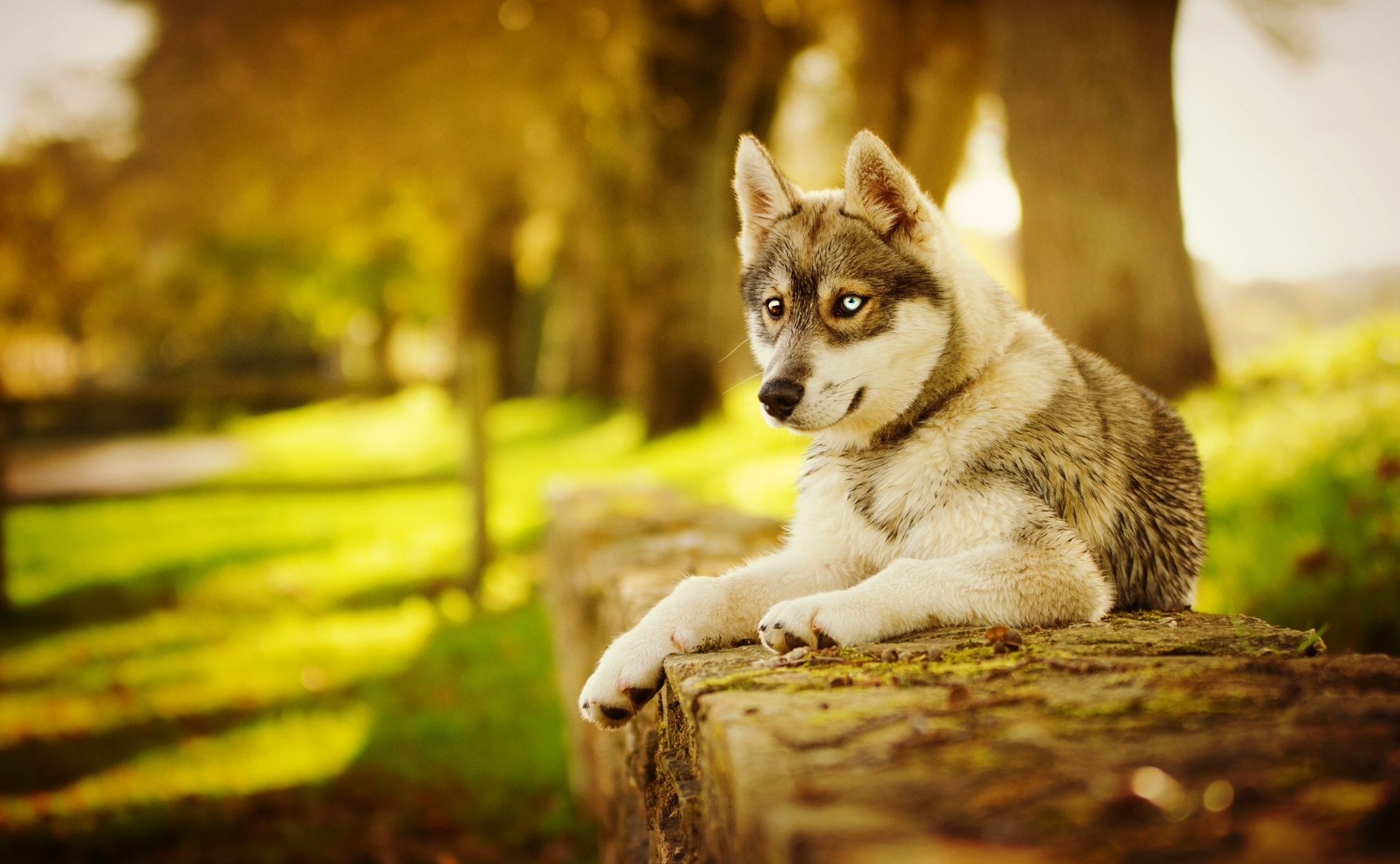 Baixar papel de parede para celular de Animais, Cães, Cão, Husky gratuito.