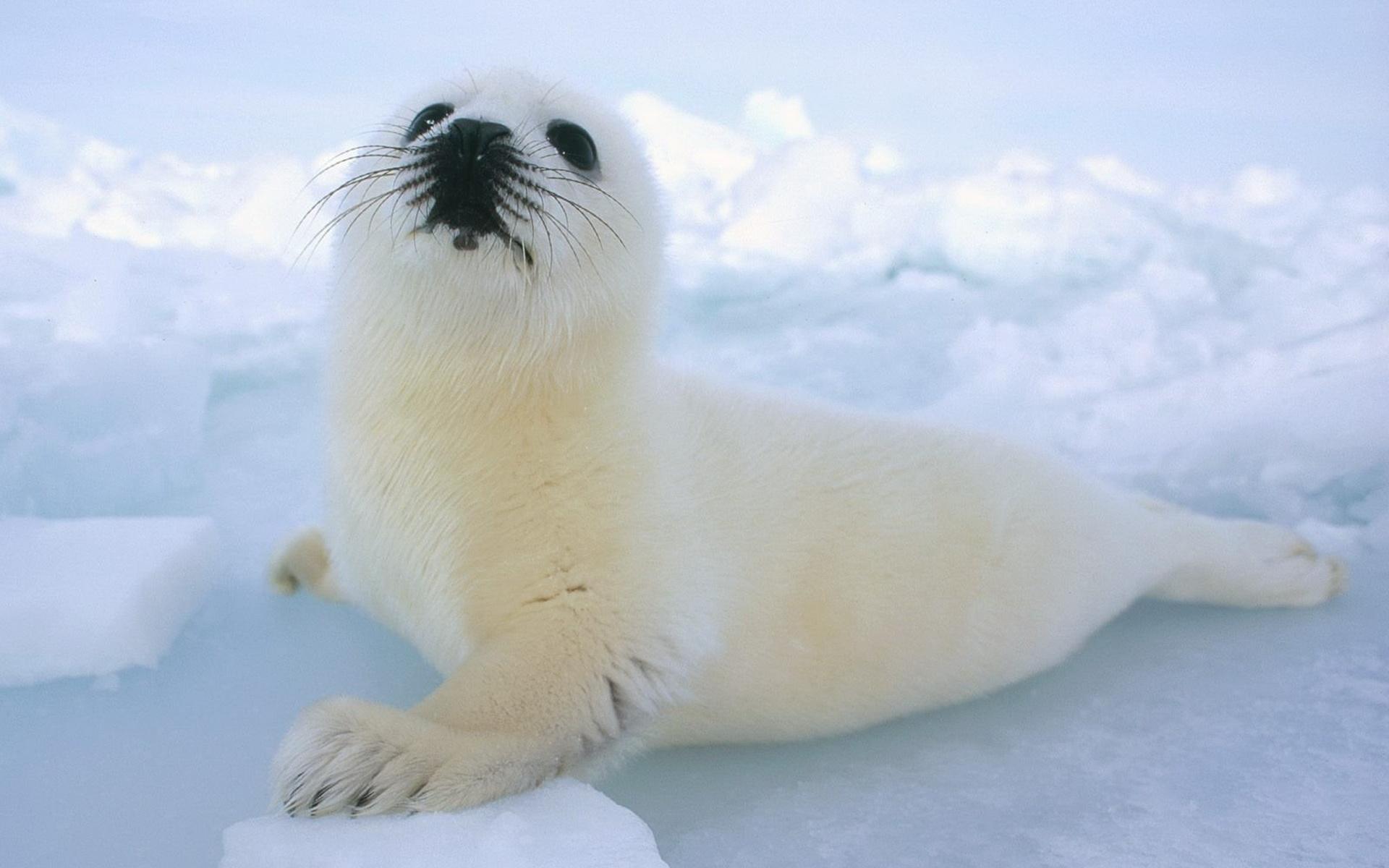 Скачать обои Гренландский Тюлень на телефон бесплатно