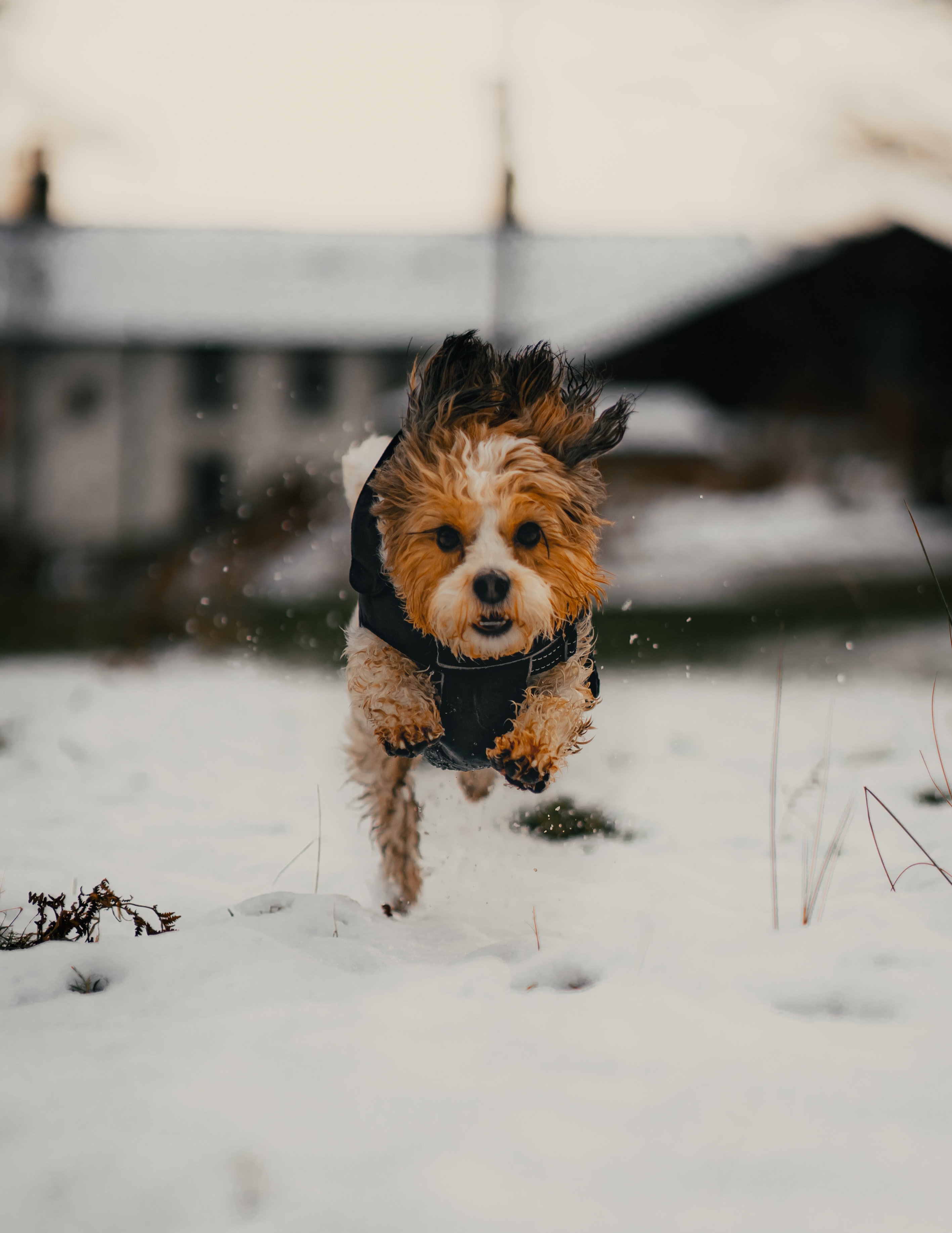 PCデスクトップに雪, 可笑しい, おかしい, 動物, 犬, 子犬画像を無料でダウンロード