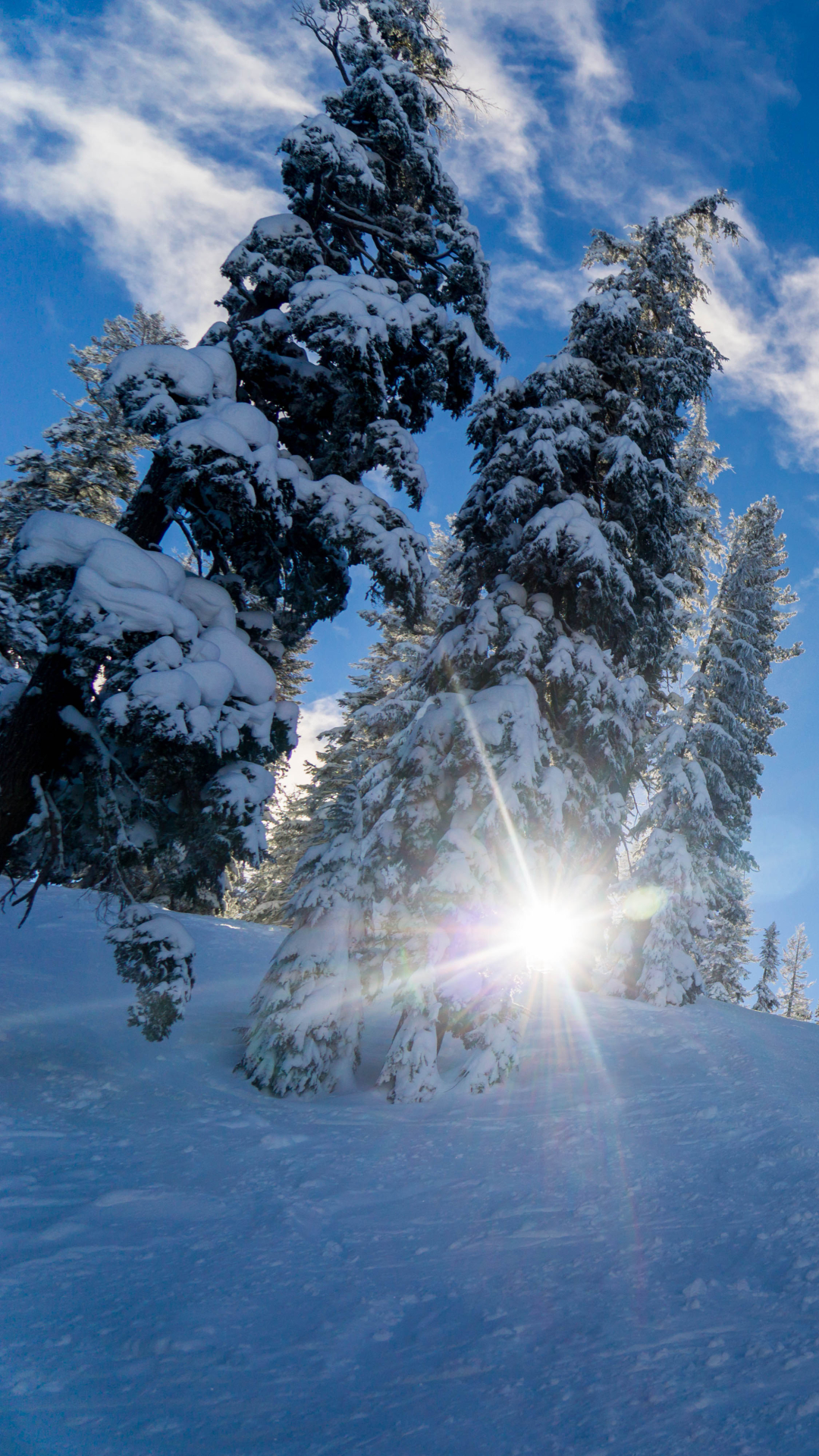 Descarga gratuita de fondo de pantalla para móvil de Invierno, Naturaleza, Nieve, Árbol, Rayo De Sol, Tierra/naturaleza, Frijol De Sol.