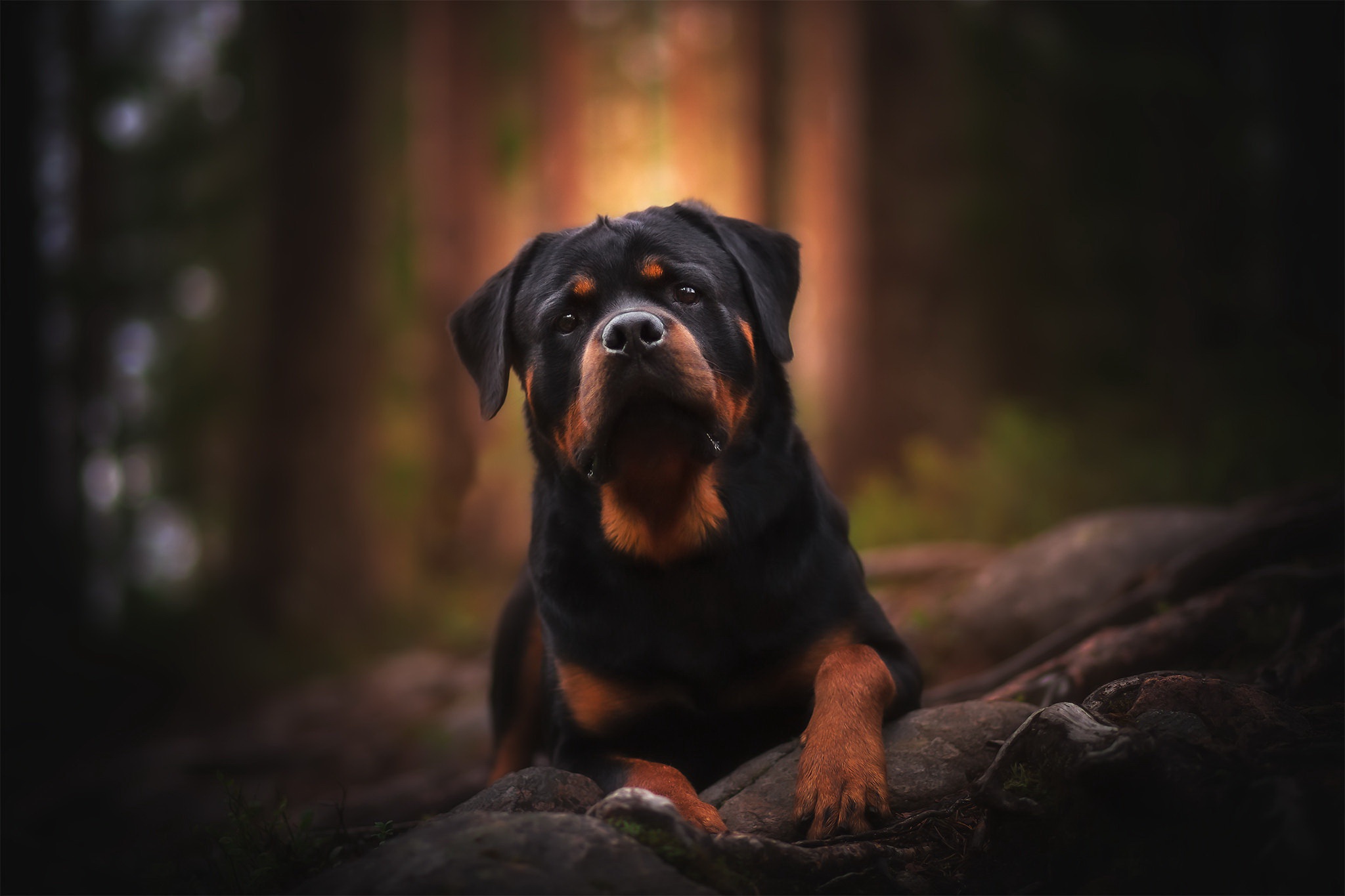 Free download wallpaper Dogs, Dog, Animal, Rottweiler, Depth Of Field on your PC desktop