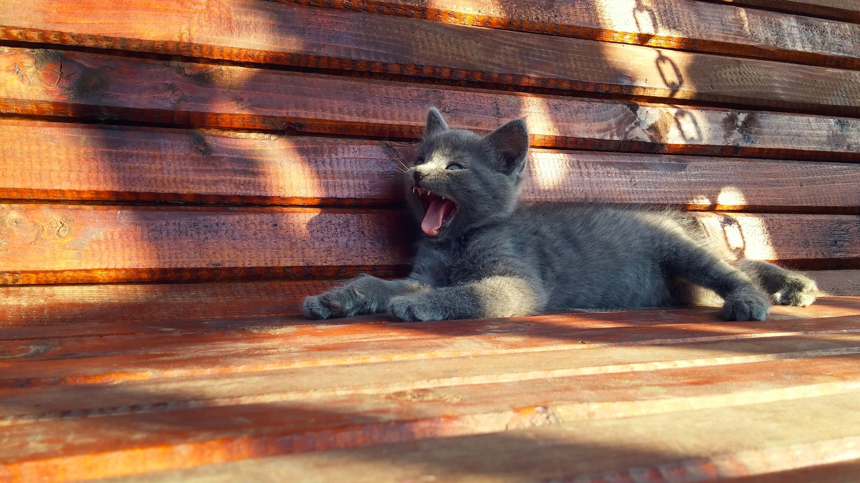 animals, cat, kitty, kitten, bench, to yawn, yawn