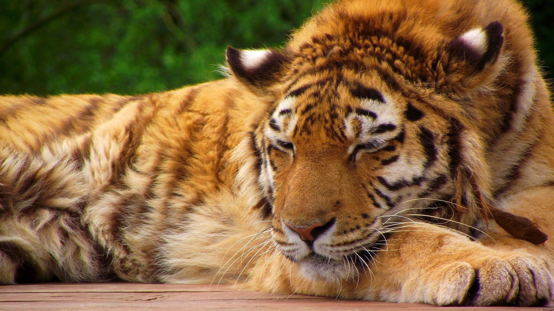 big cat, animals, muzzle, striped, relaxation, rest, tiger