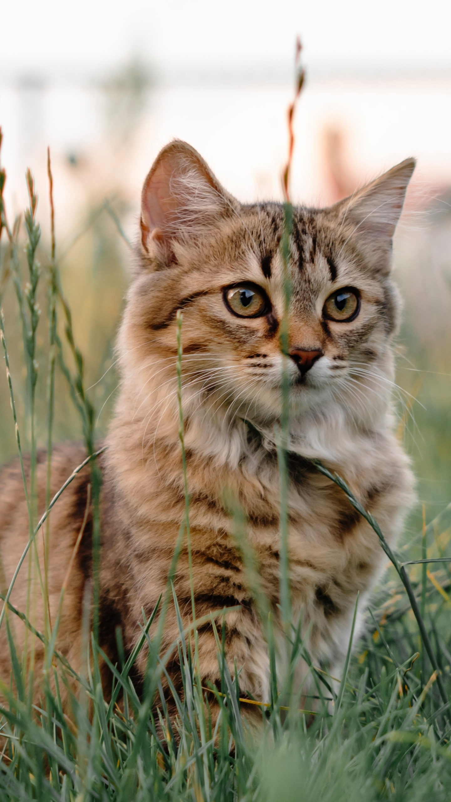 Handy-Wallpaper Tiere, Katzen, Katze kostenlos herunterladen.