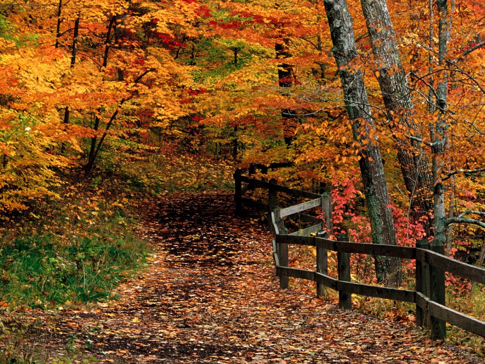 無料モバイル壁紙オレンジ, 木, 秋, 風景をダウンロードします。