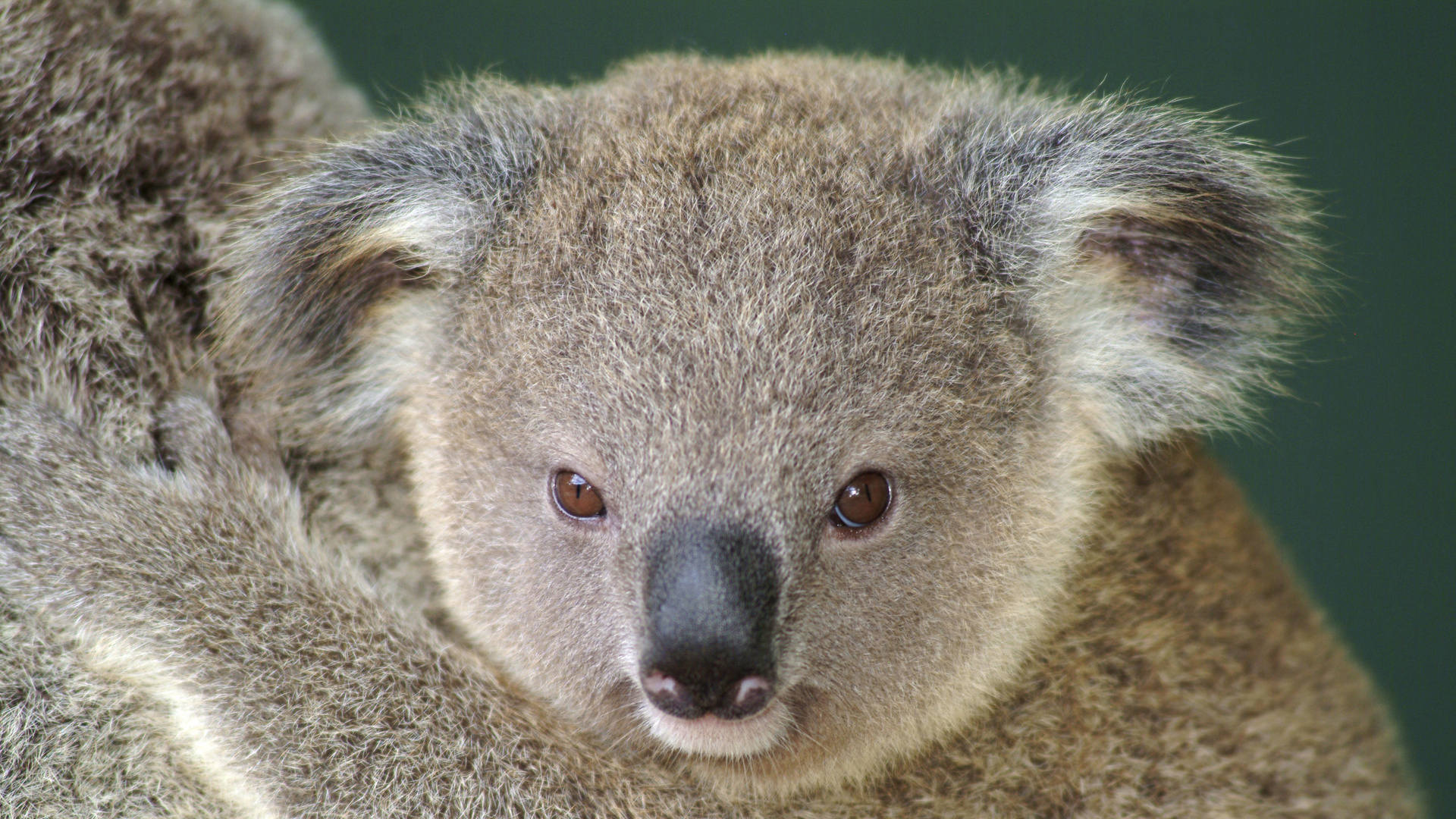 606410 Hintergrundbild herunterladen tiere, koala - Bildschirmschoner und Bilder kostenlos