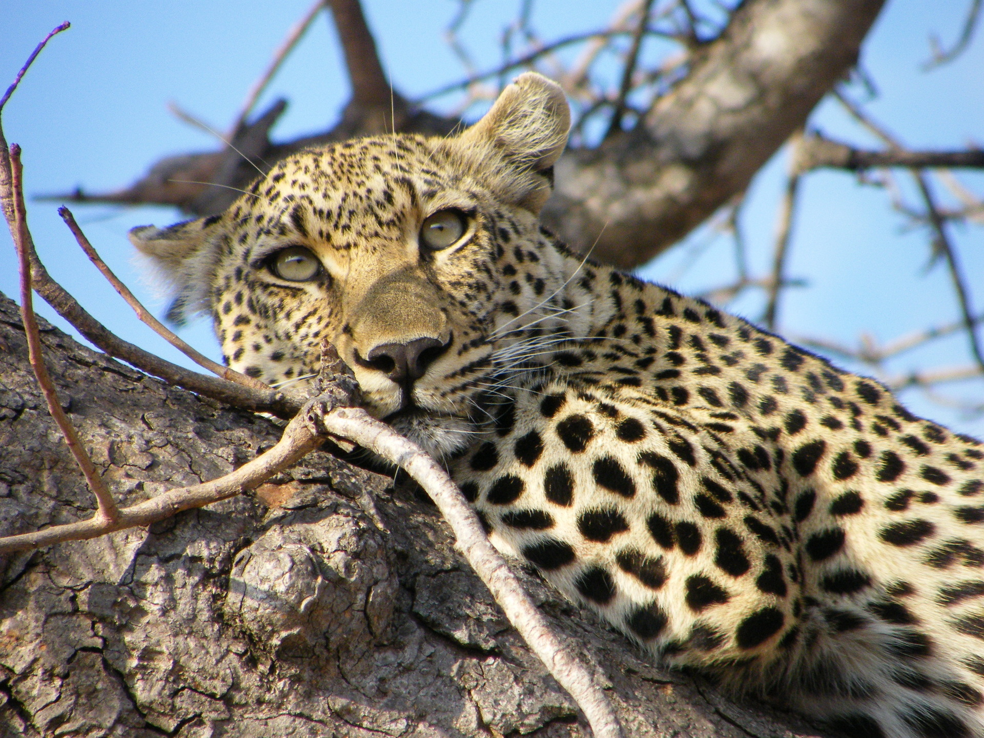 Descarga gratuita de fondo de pantalla para móvil de Animales, Gatos, Leopardo.