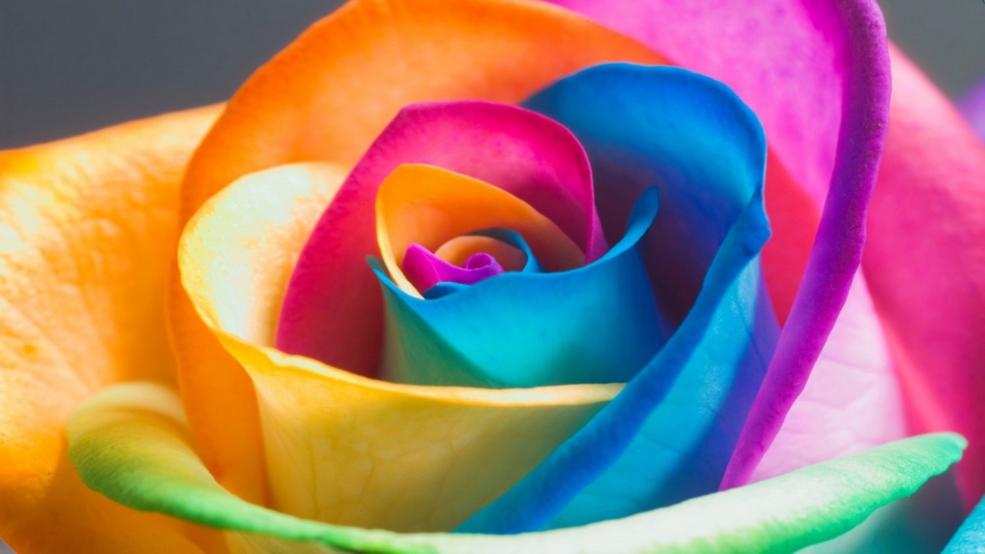 Free download wallpaper Plants, Flowers, Roses, Rainbow, Background on your PC desktop