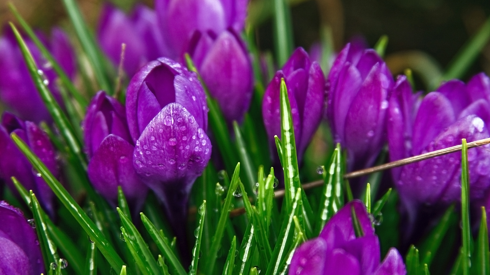 Téléchargez gratuitement l'image Crocus, Terre/nature sur le bureau de votre PC