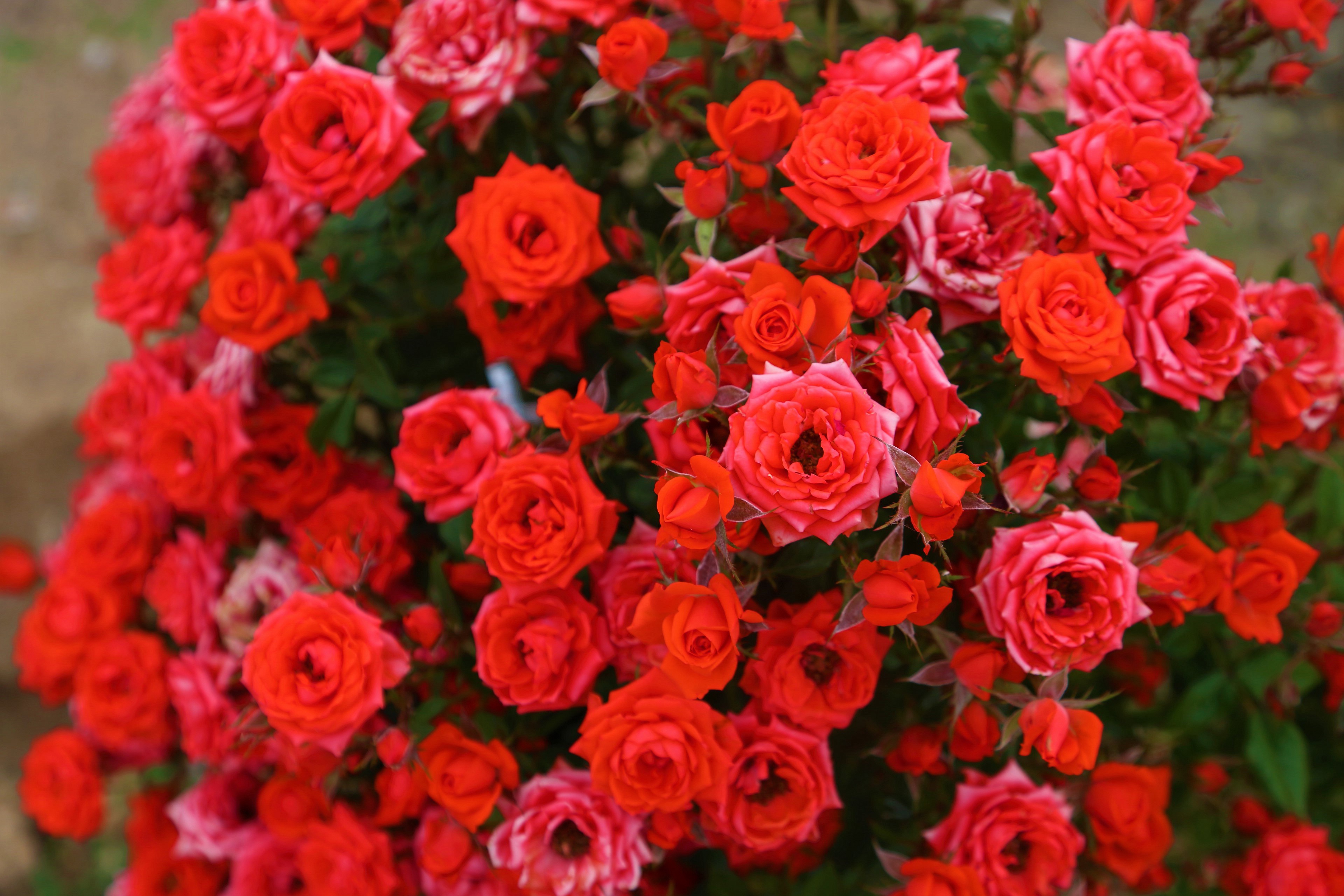 Baixe gratuitamente a imagem Flores, Rosa, Flor, Rosa Vermelha, Flor Vermelha, Terra/natureza, Arbusto De Rosas na área de trabalho do seu PC