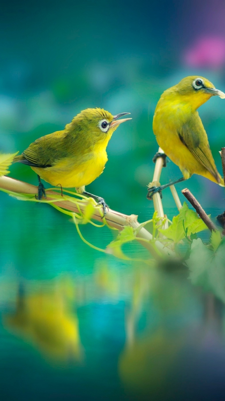 Download mobile wallpaper Birds, Water, Bird, Animal for free.