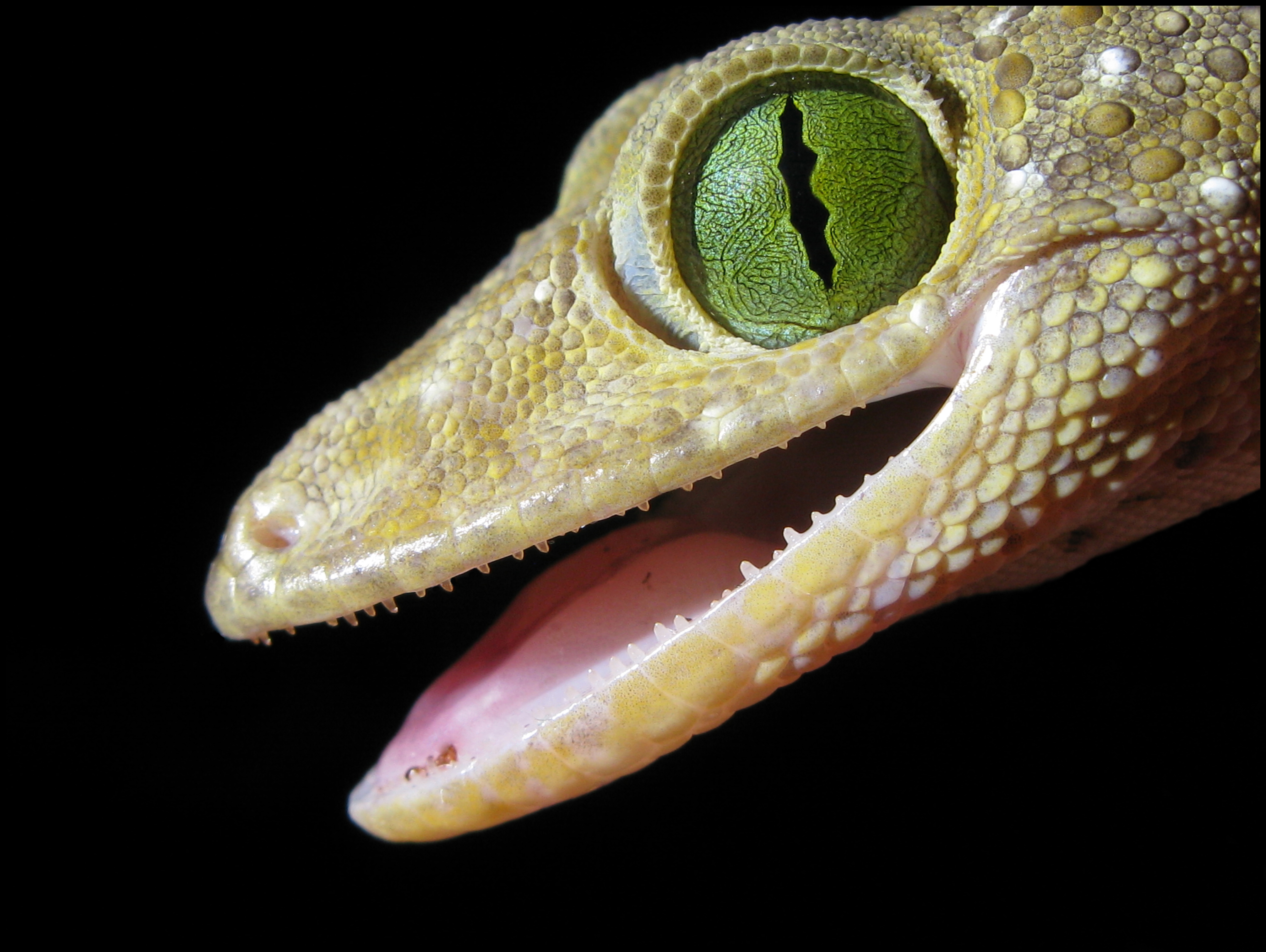 Handy-Wallpaper Gecko, Reptilien, Tiere kostenlos herunterladen.