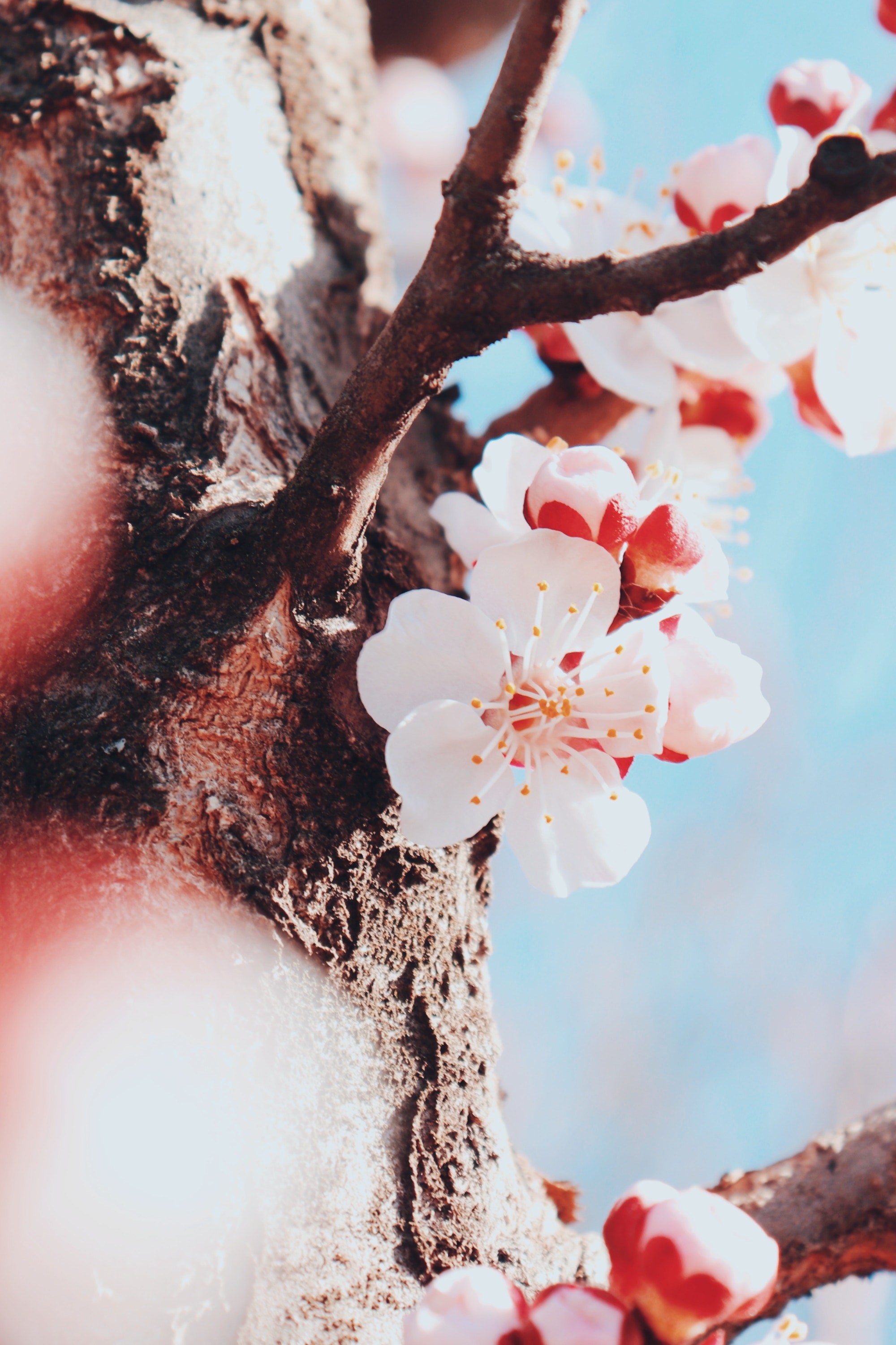 PCデスクトップに木, 大きい, マクロ, 木材, 咲く, 開花, フラワーズ, チェリー, 春画像を無料でダウンロード