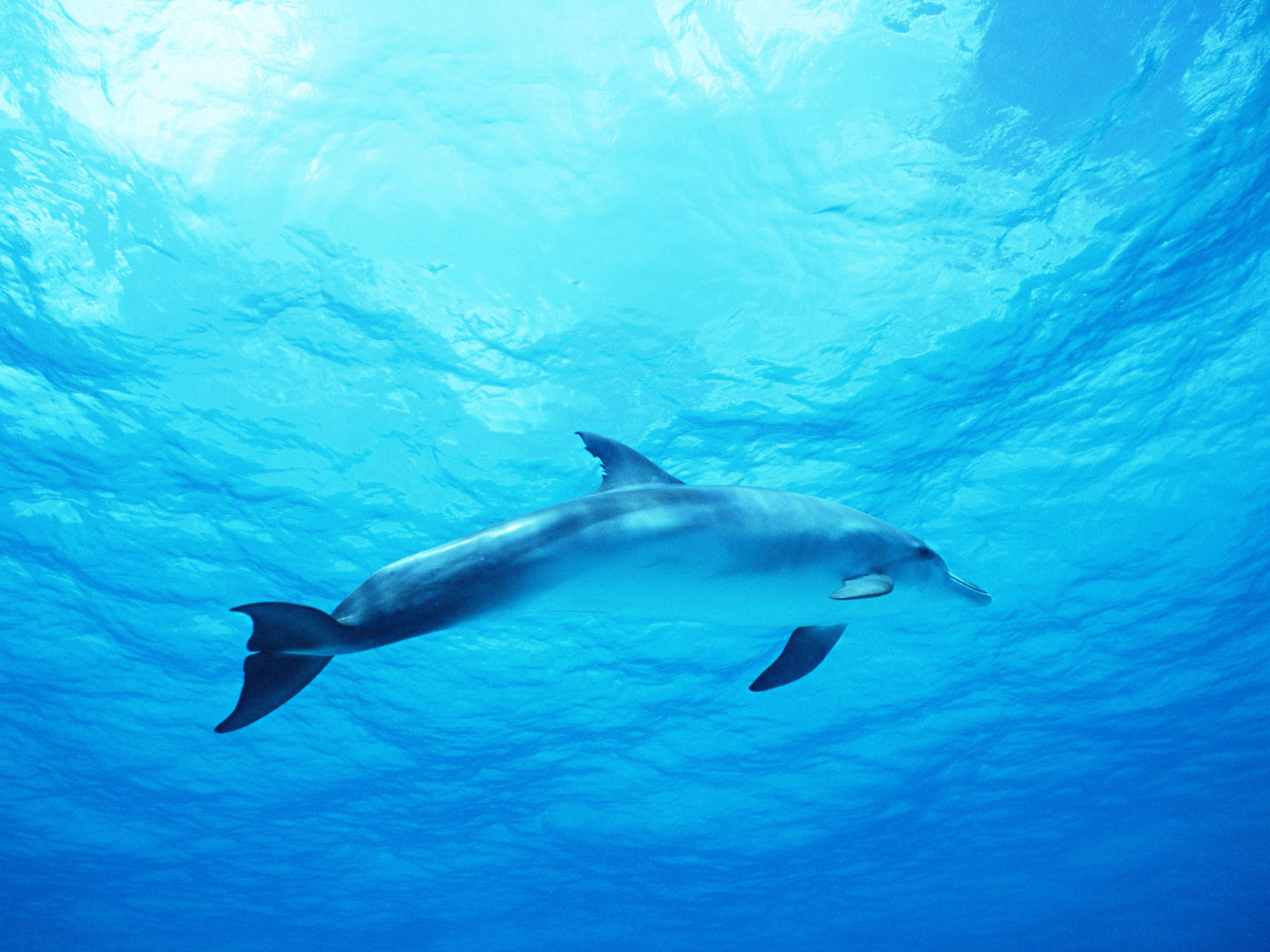 Laden Sie das Tiere, Delfin-Bild kostenlos auf Ihren PC-Desktop herunter