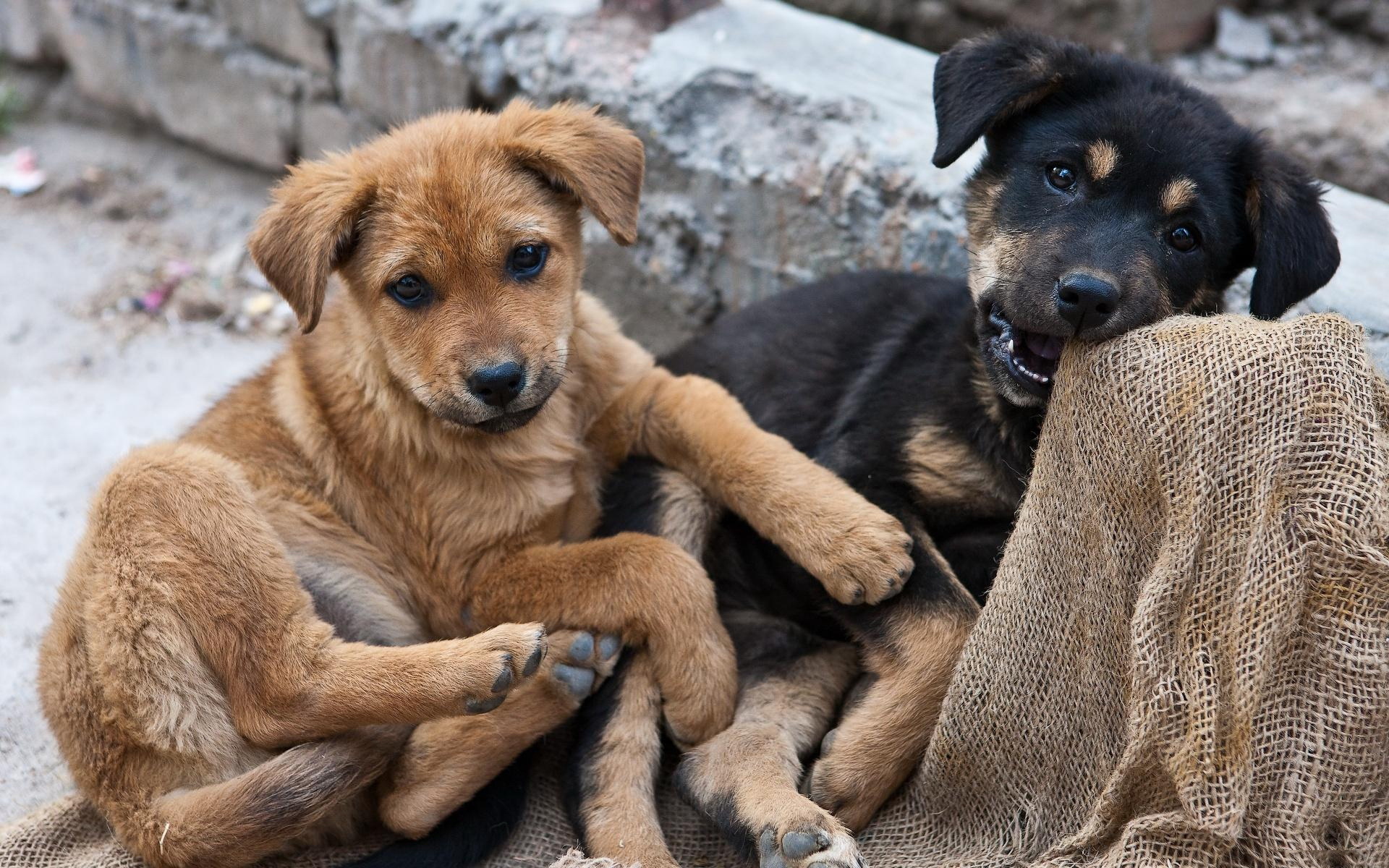 PCデスクトップに犬, 動物画像を無料でダウンロード