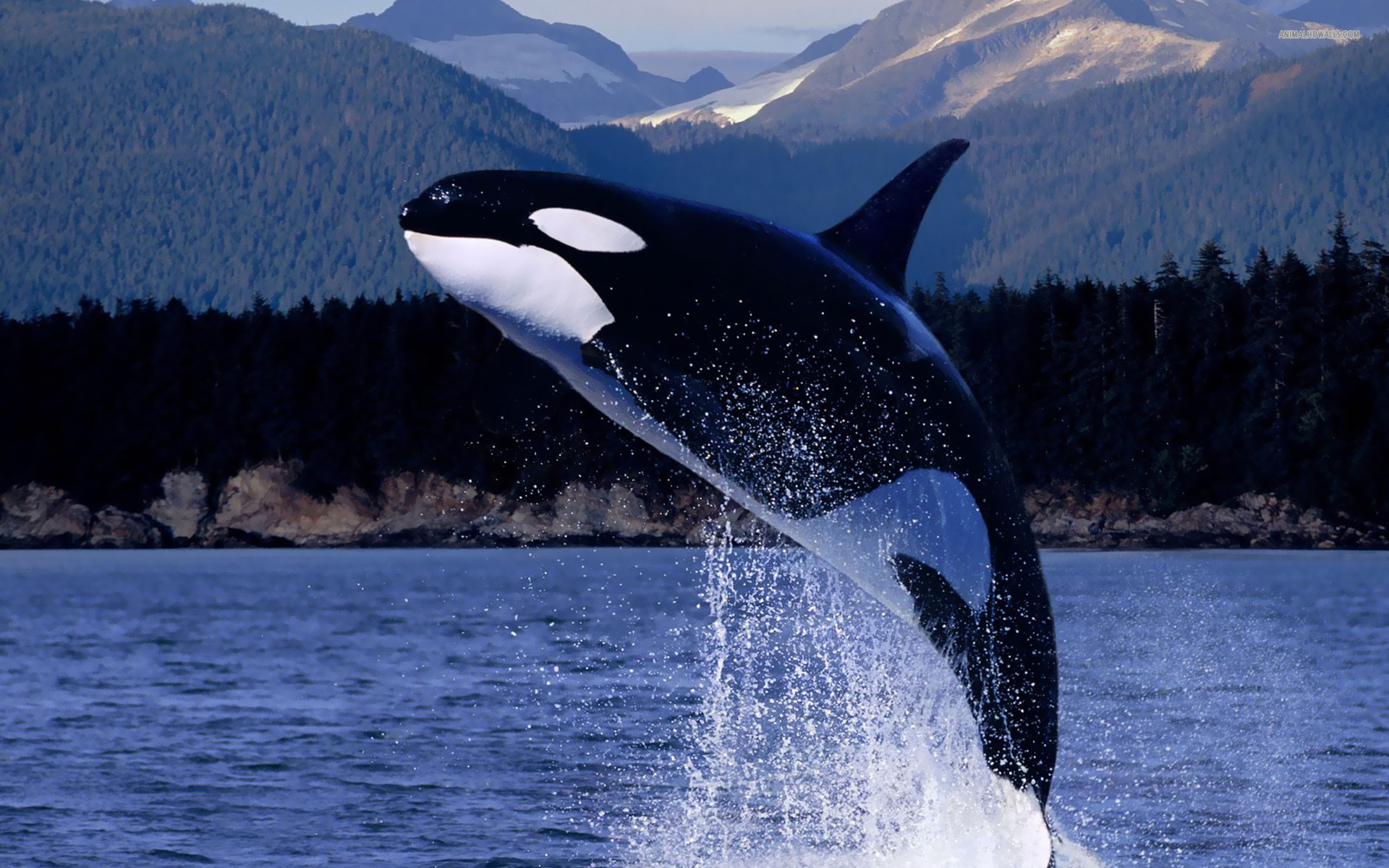 537055 baixar imagens animais, baleia, violação, orca - papéis de parede e protetores de tela gratuitamente