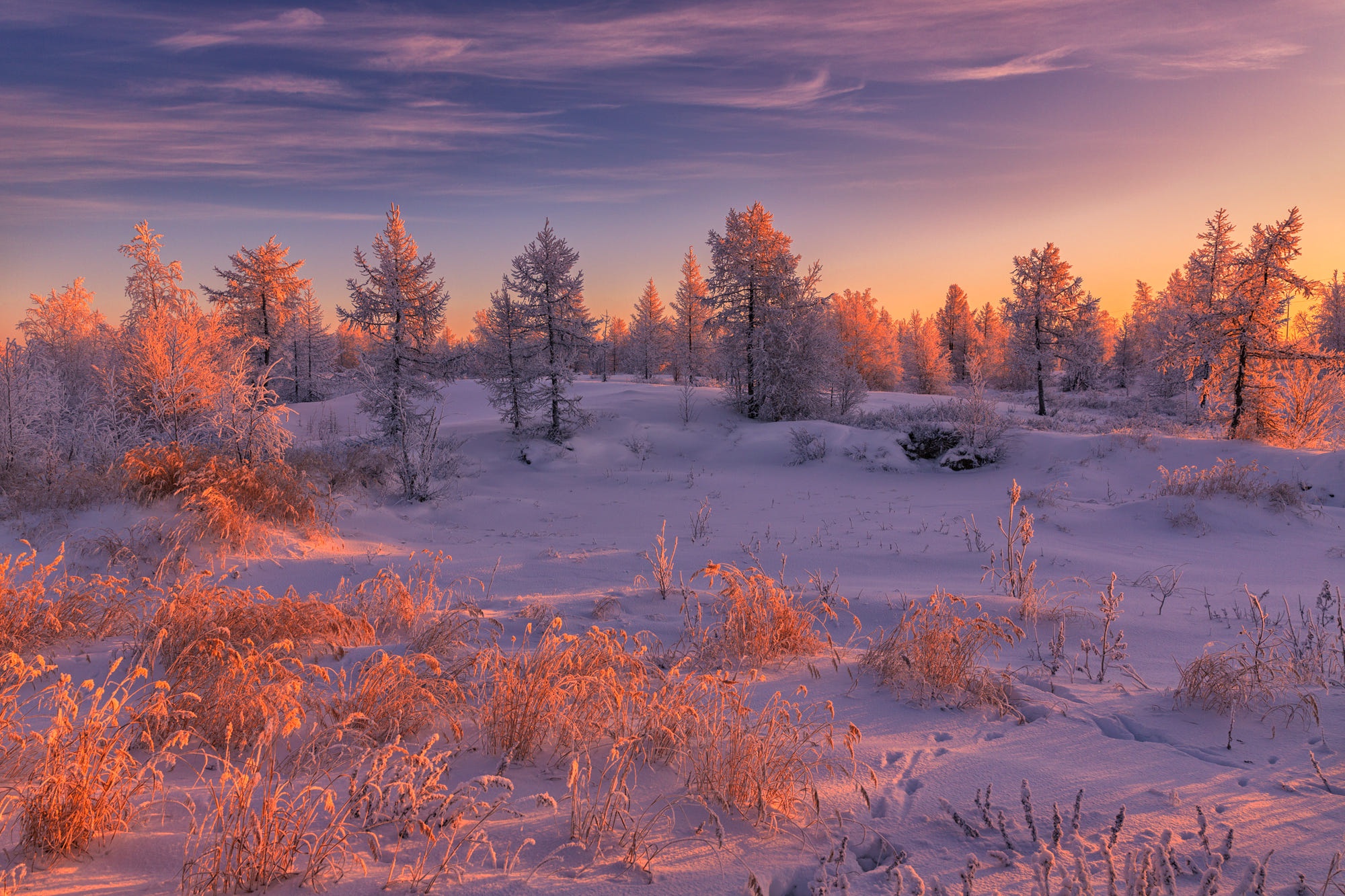 Download mobile wallpaper Winter, Sunset, Snow, Earth, Fir Tree for free.