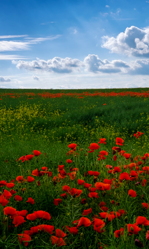 Download mobile wallpaper Flowers, Sky, Flower, Earth, Field, Cloud, Poppy for free.