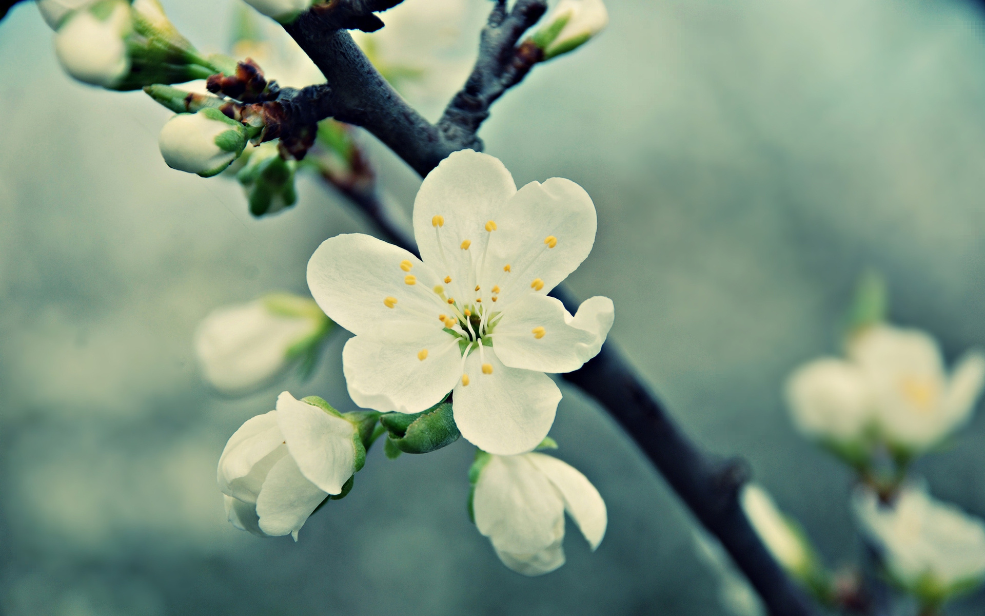 Download mobile wallpaper Flowers, Earth, Blossom for free.