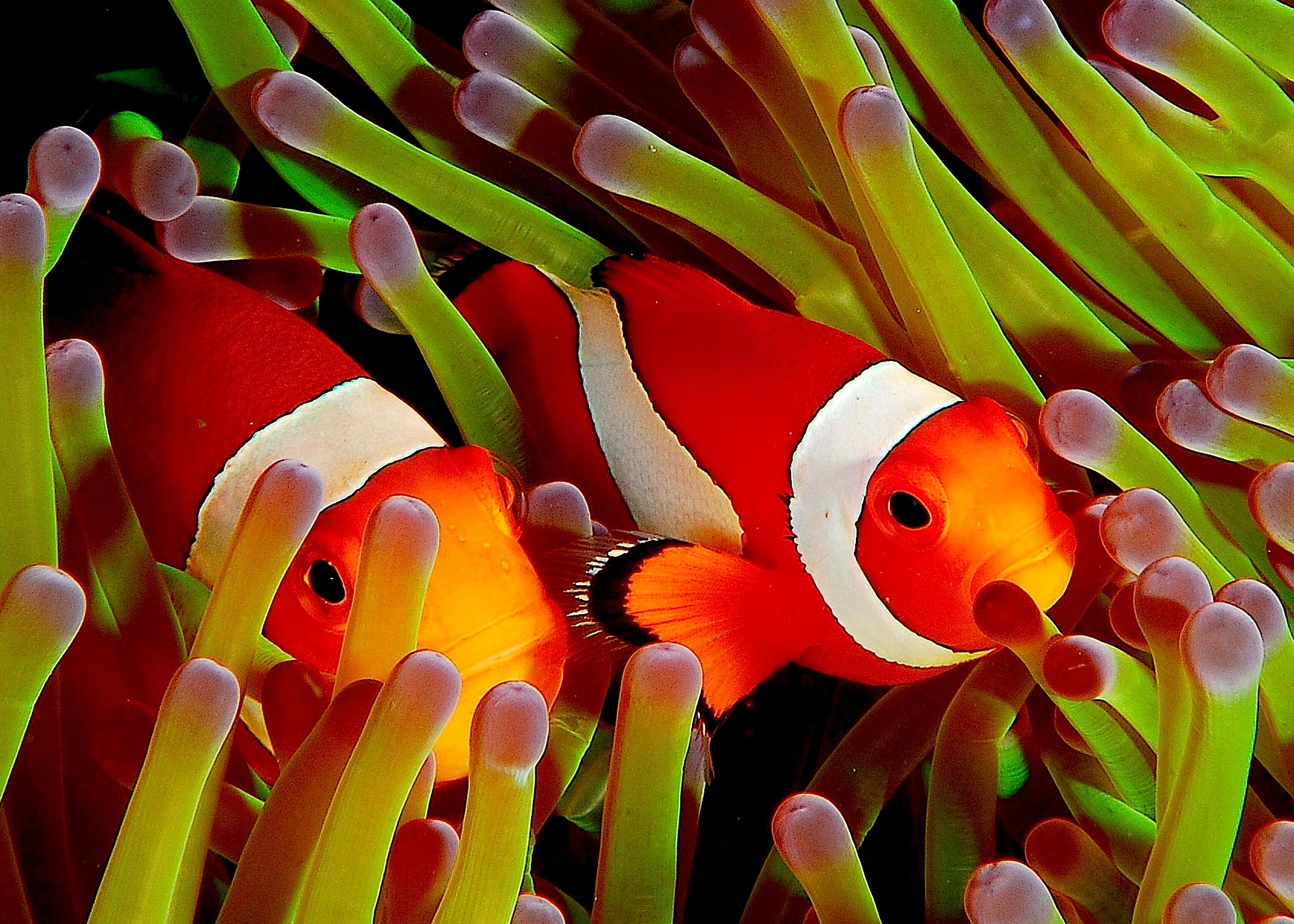 319835 descargar imagen peces, animales, pez payaso, pez: fondos de pantalla y protectores de pantalla gratis