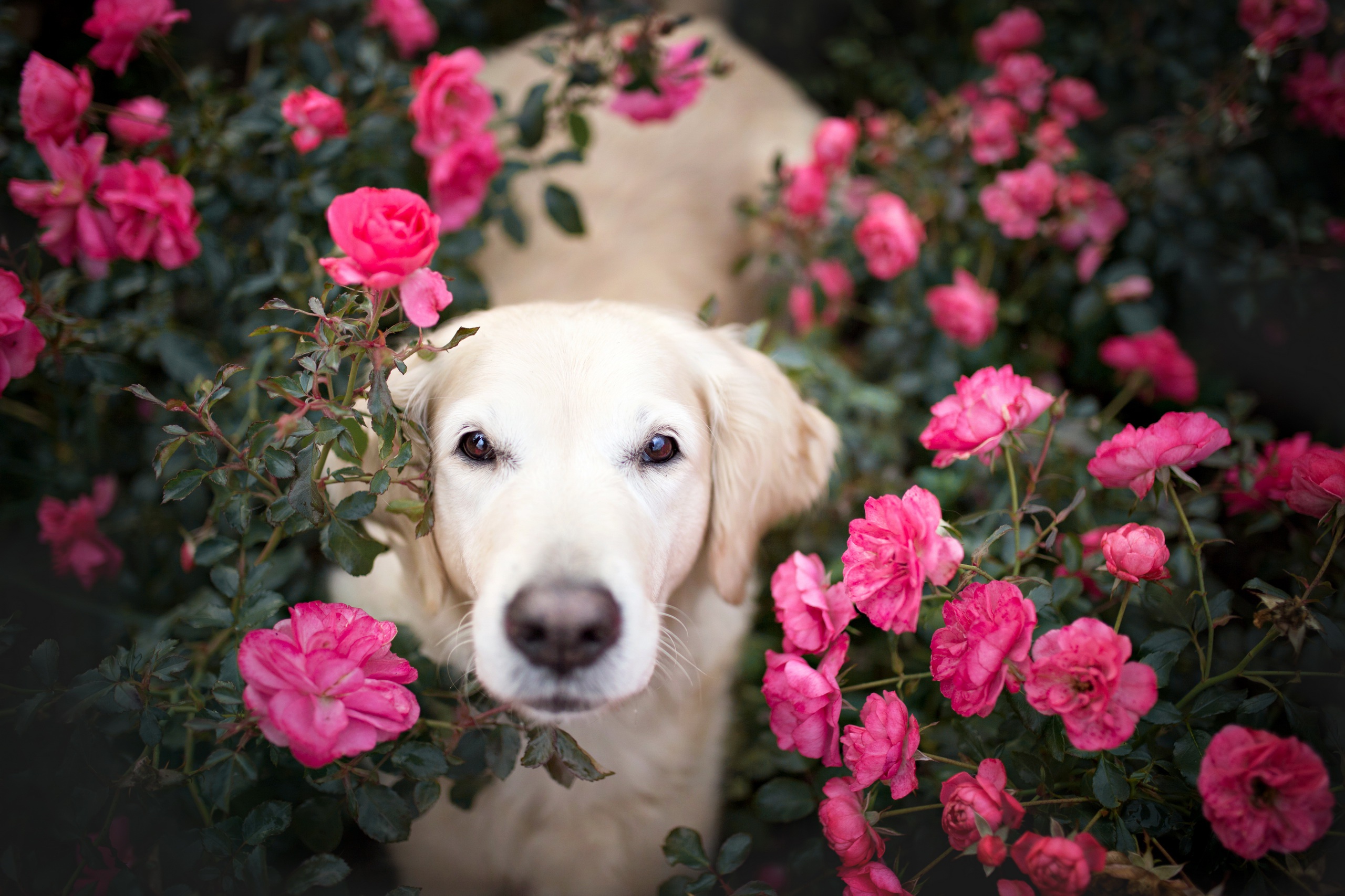 Handy-Wallpaper Tiere, Hunde, Blume, Hund, Schnauze, Golden Retriever, Pinke Blume, Rosenstrauch kostenlos herunterladen.