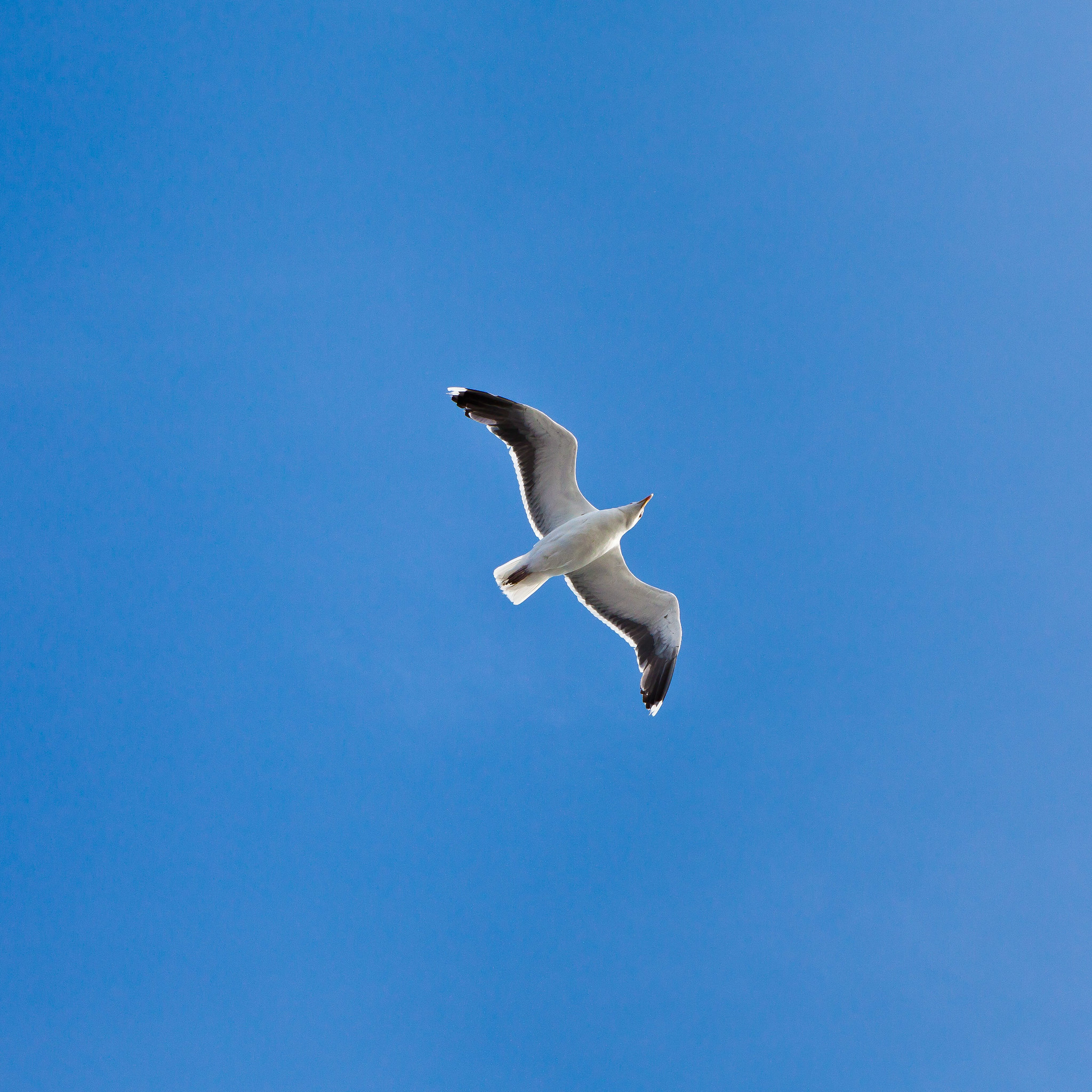 animals, flight, gull, seagull, wings 2160p