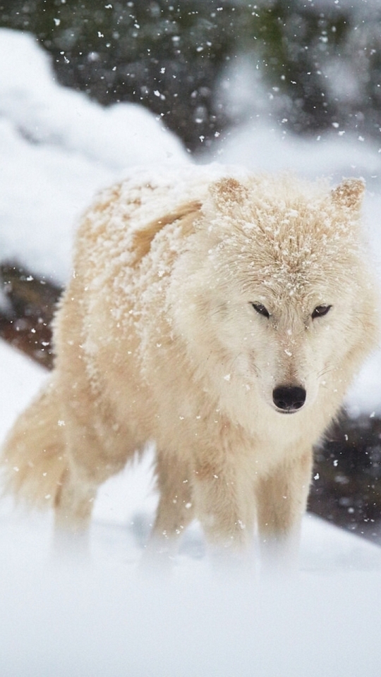 Handy-Wallpaper Tiere, Winter, Schnee, Wolf, Schneefall, Wolves kostenlos herunterladen.