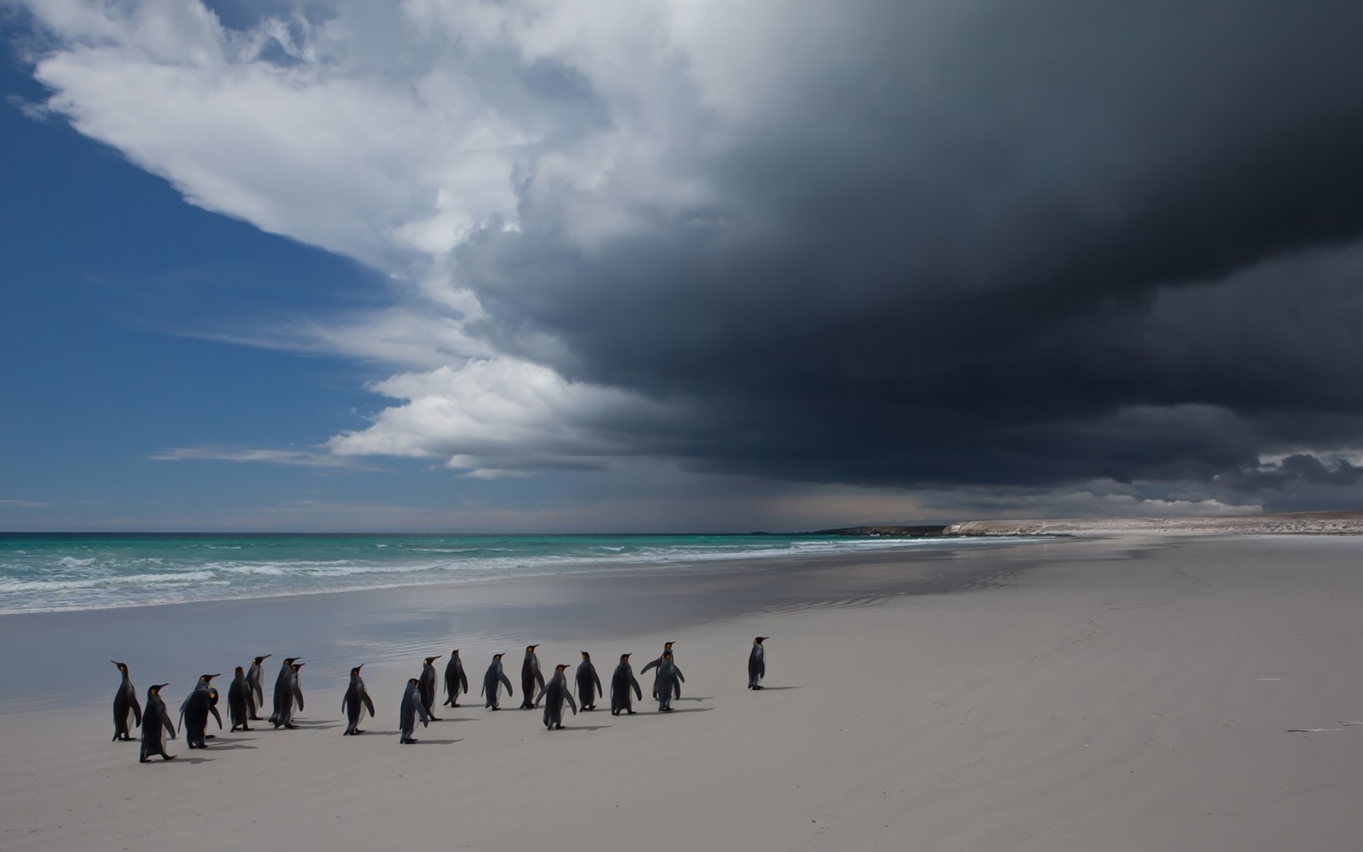 Baixe gratuitamente a imagem Animais, Aves, Pássaro, Pinguim na área de trabalho do seu PC