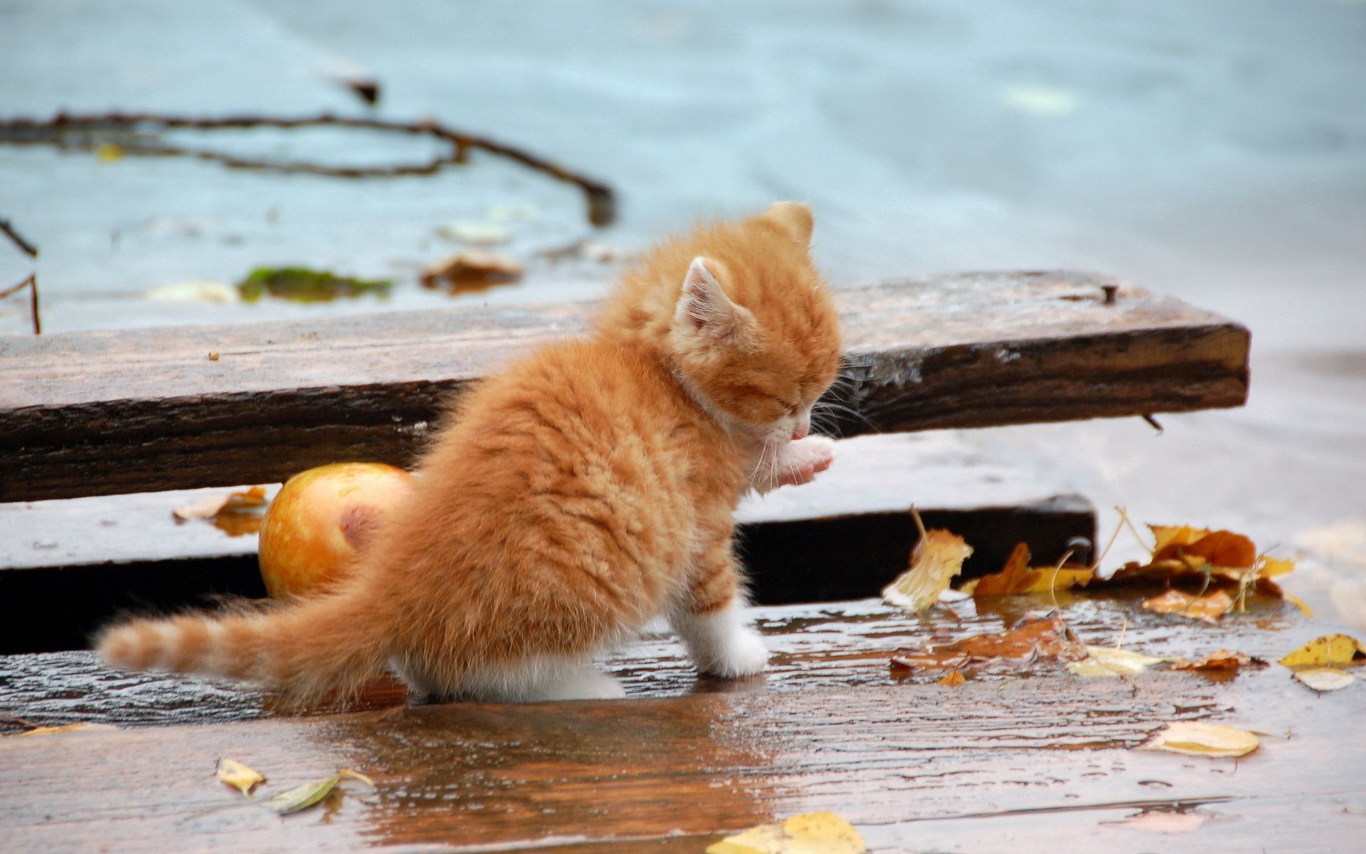 kitty, animals, autumn, kitten, foliage, fallen, wash up, wash, paw