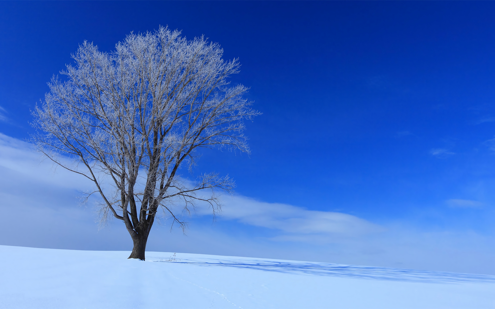 Baixar papel de parede para celular de Inverno, Neve, Árvore, Terra/natureza gratuito.