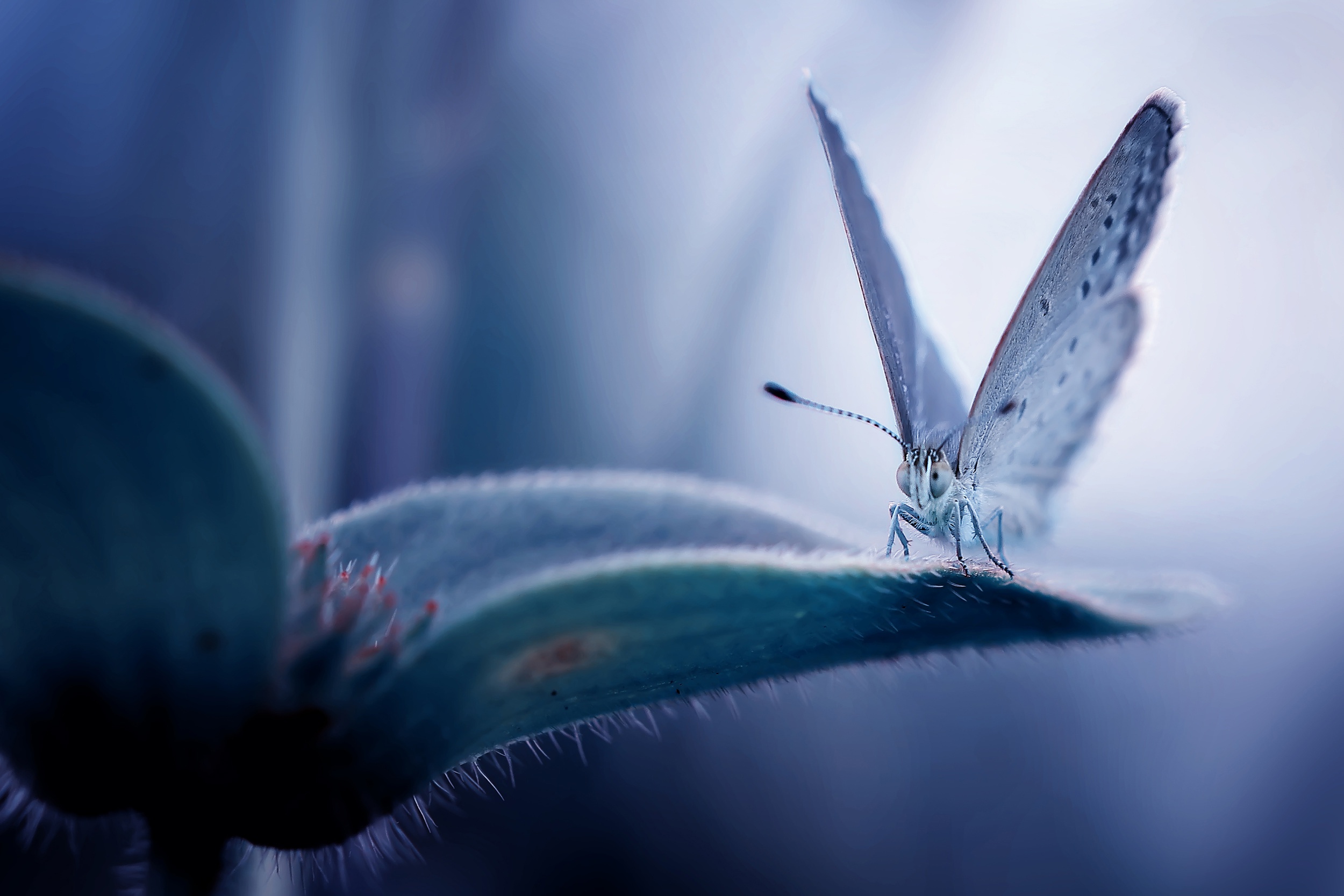 Descarga gratuita de fondo de pantalla para móvil de Animales, Flor, Insecto, Mariposa, Macrofotografía.