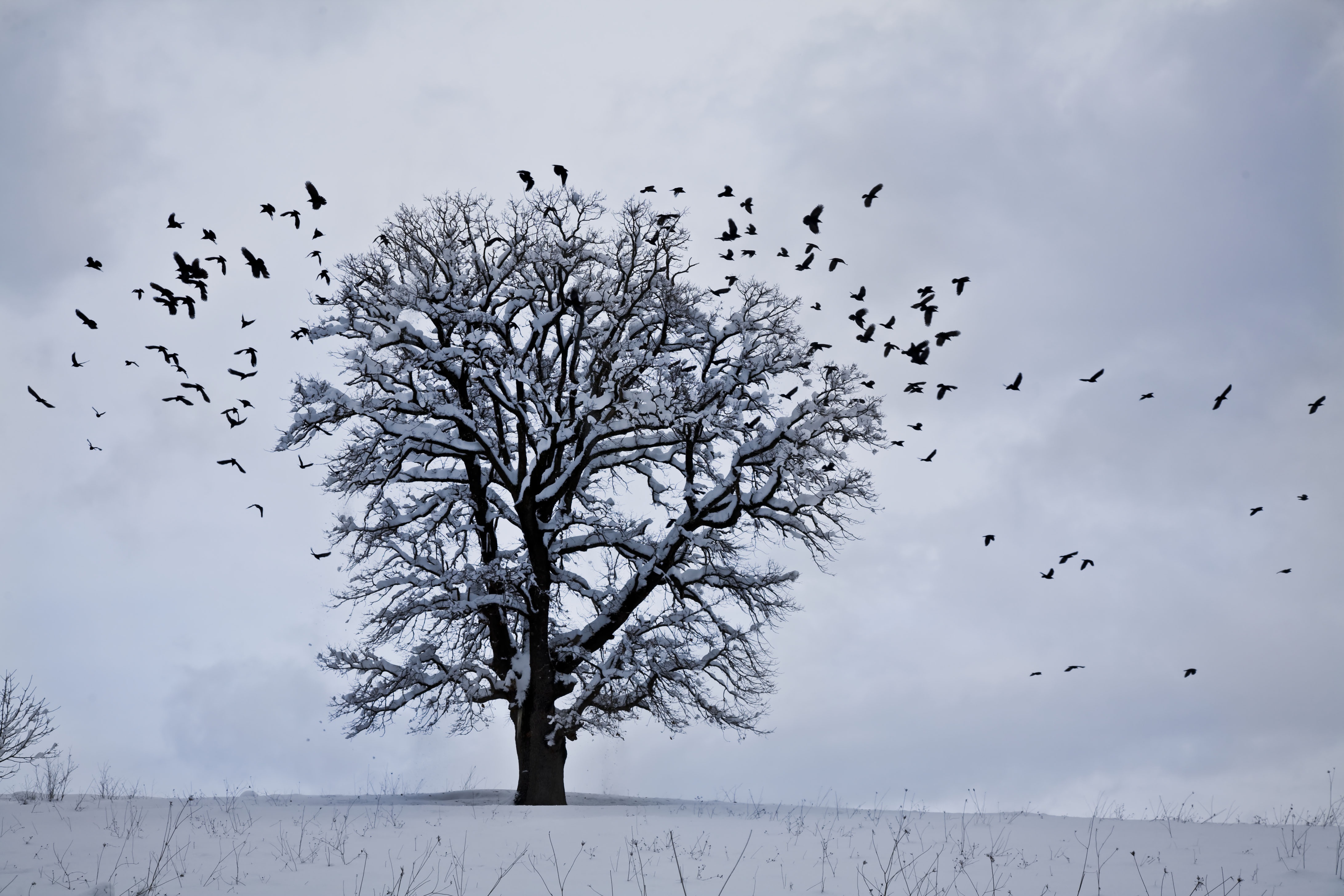 Free download wallpaper Snow, Wood, Tree, Winter, Nature, Birds on your PC desktop