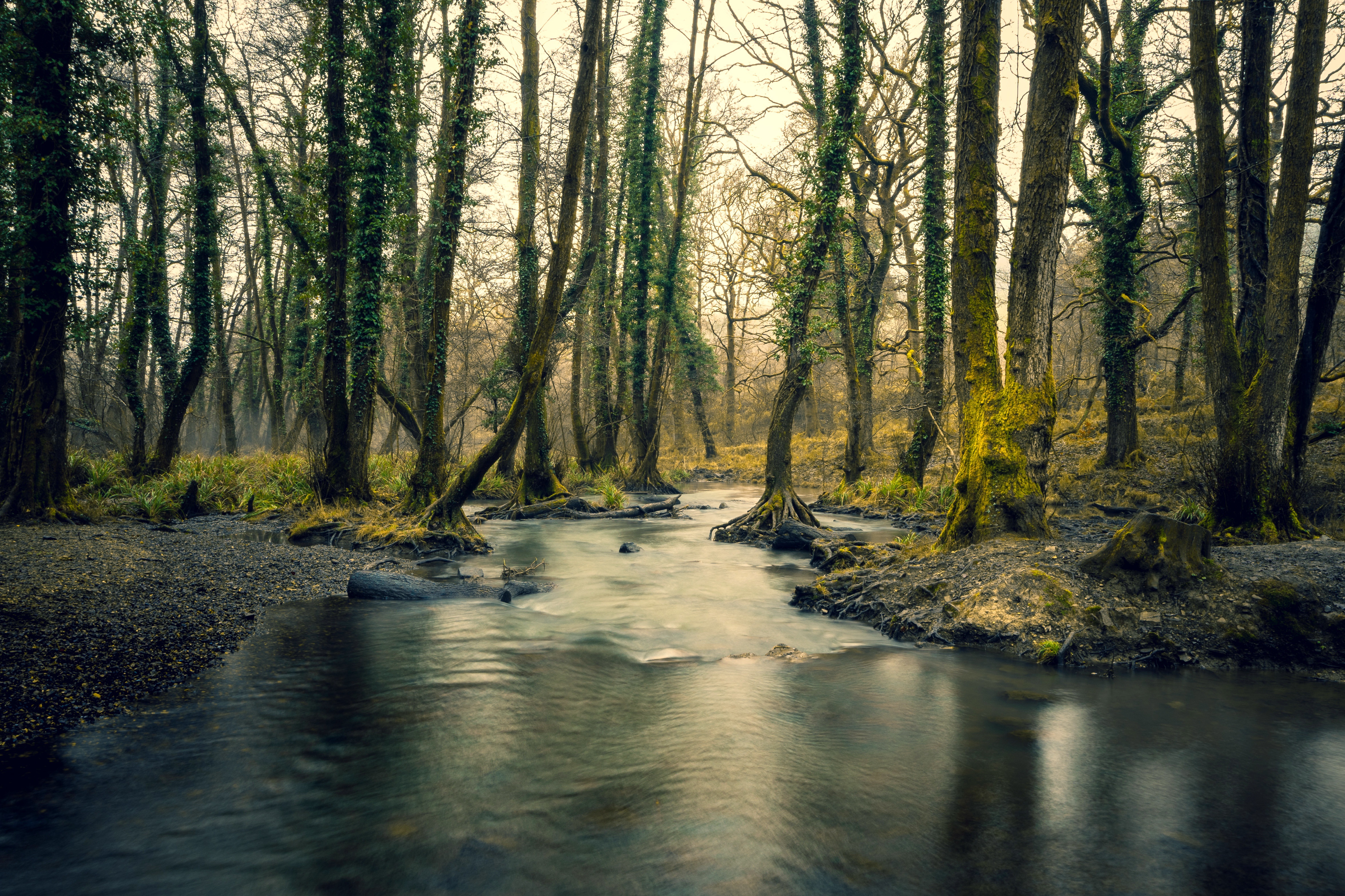 Free download wallpaper Nature, Forest, Earth, River on your PC desktop