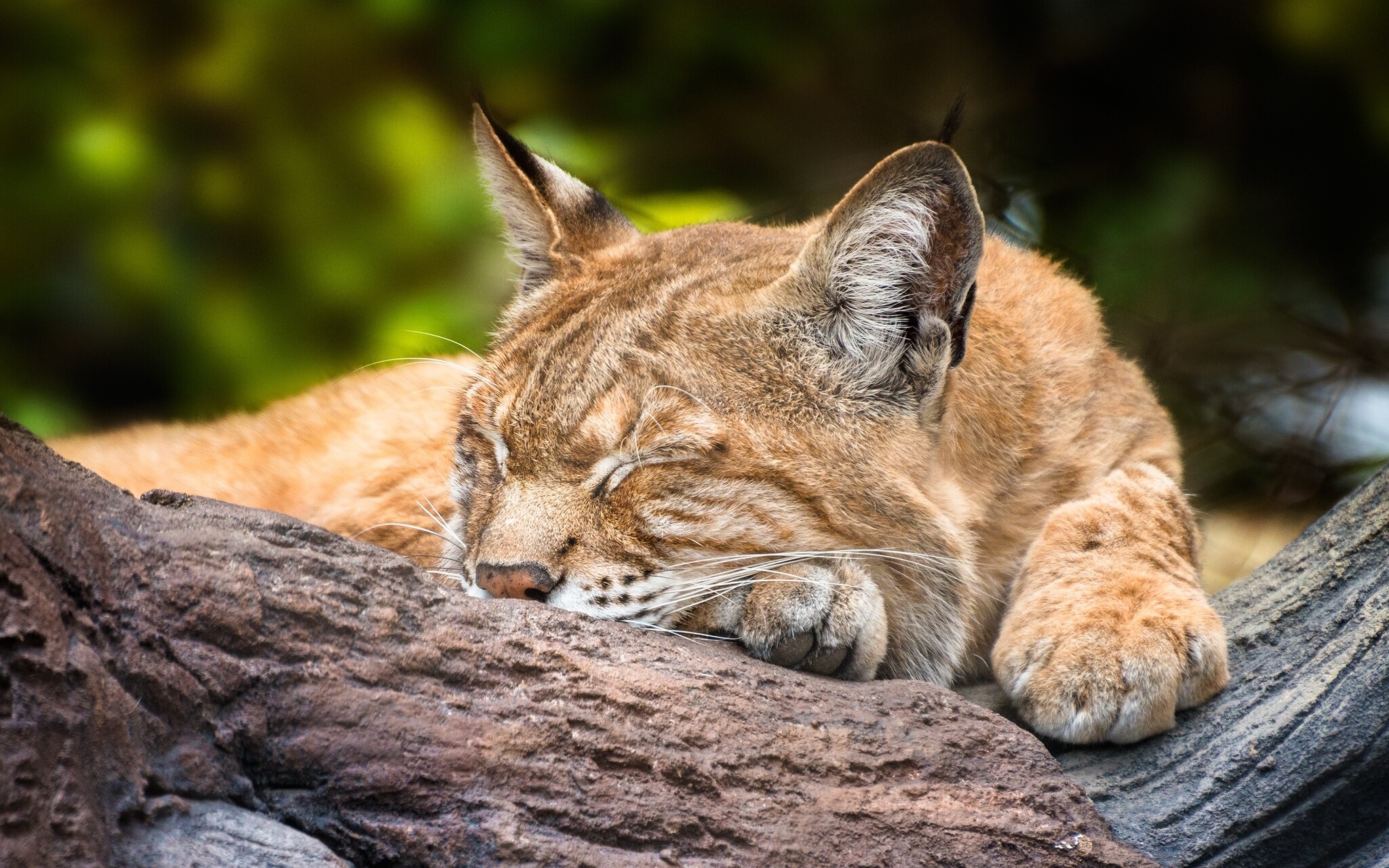 Handy-Wallpaper Luchs, Katzen, Tiere kostenlos herunterladen.