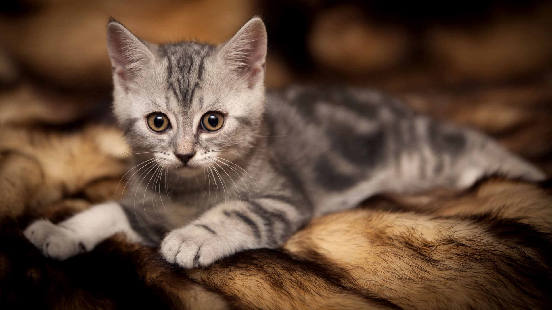 Baixe gratuitamente a imagem Animais, Gatos, Gato na área de trabalho do seu PC