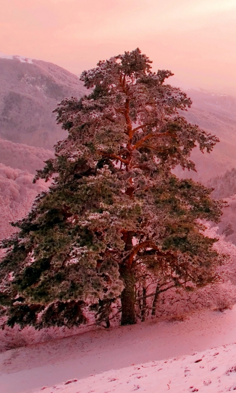 Baixar papel de parede para celular de Inverno, Terra/natureza gratuito.