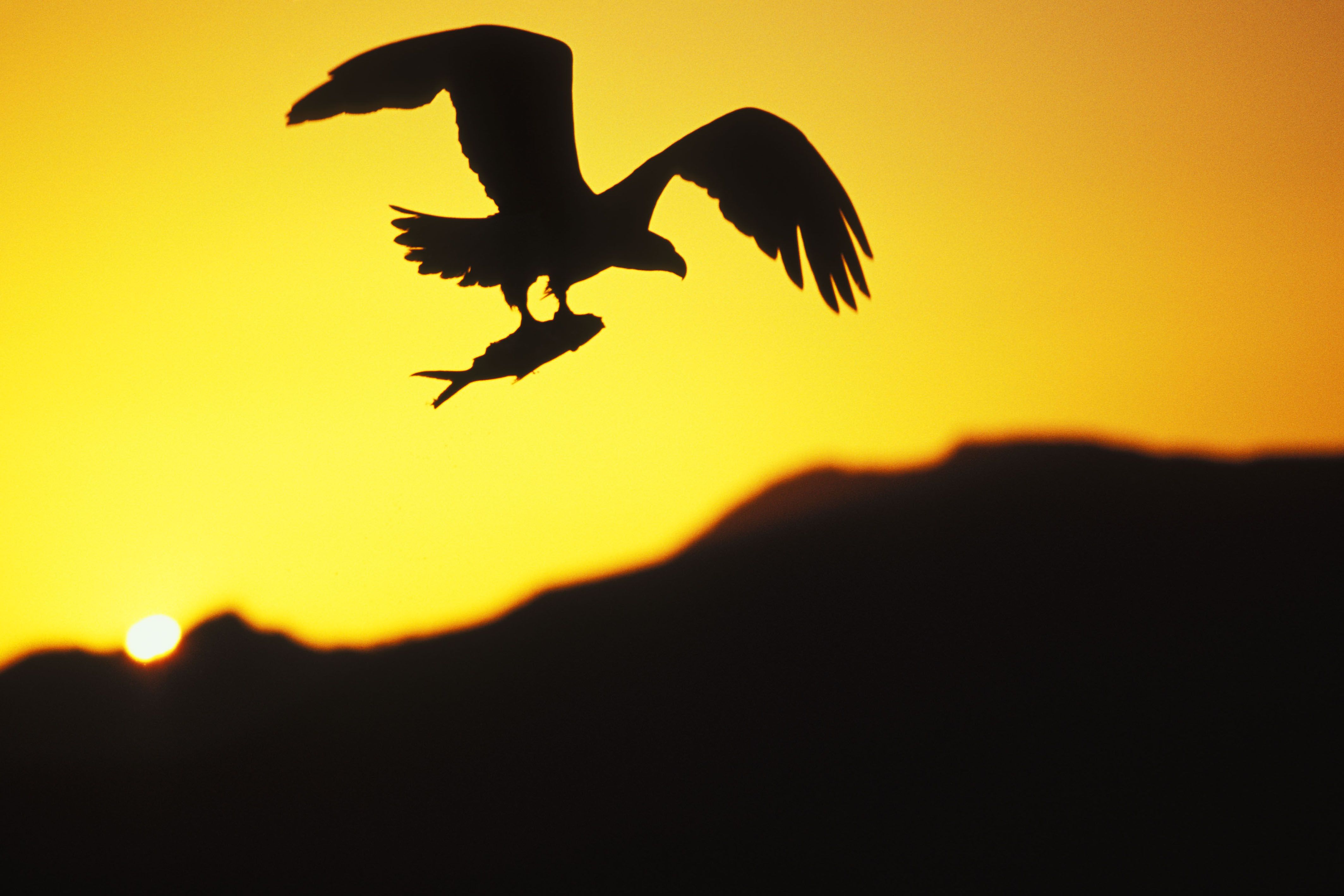 Baixe gratuitamente a imagem Águia De Cabeça Branca, Aves, Animais na área de trabalho do seu PC
