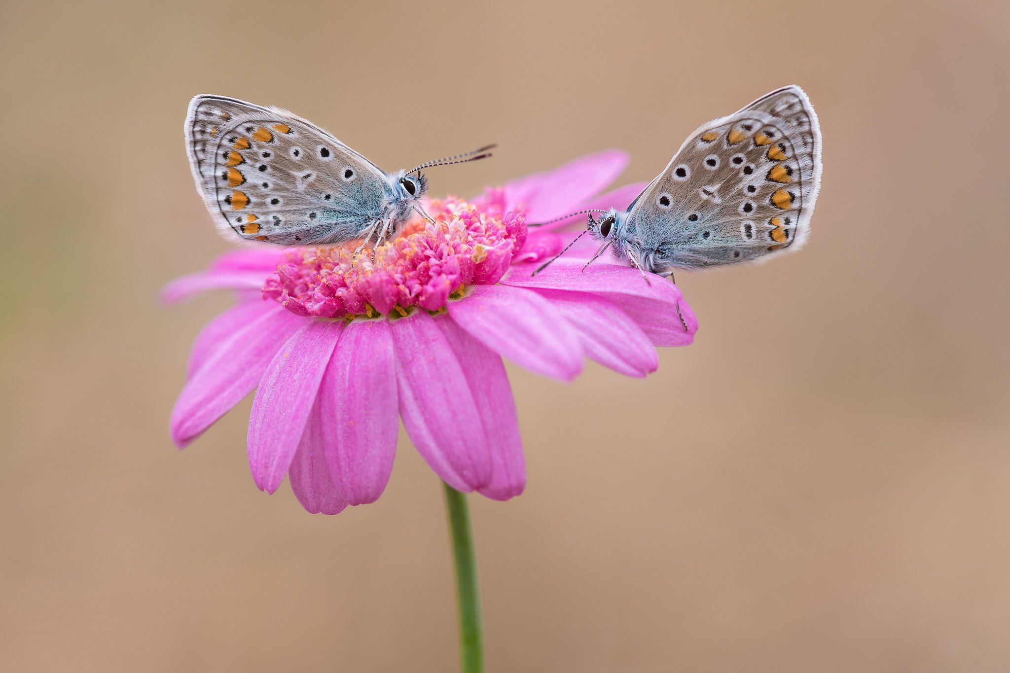 Free download wallpaper Flower, Macro, Insect, Butterfly, Animal, Pink Flower on your PC desktop